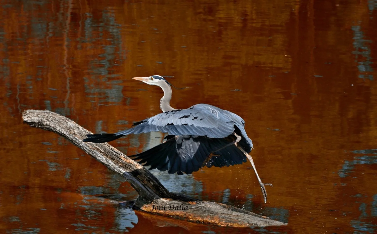 Birds_7.jpg
