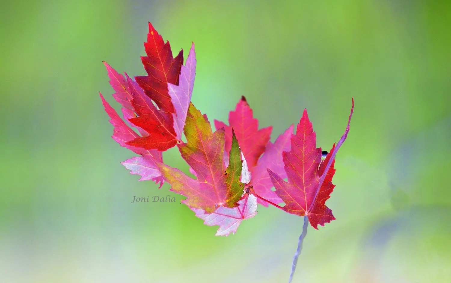 leaves_10.jpg