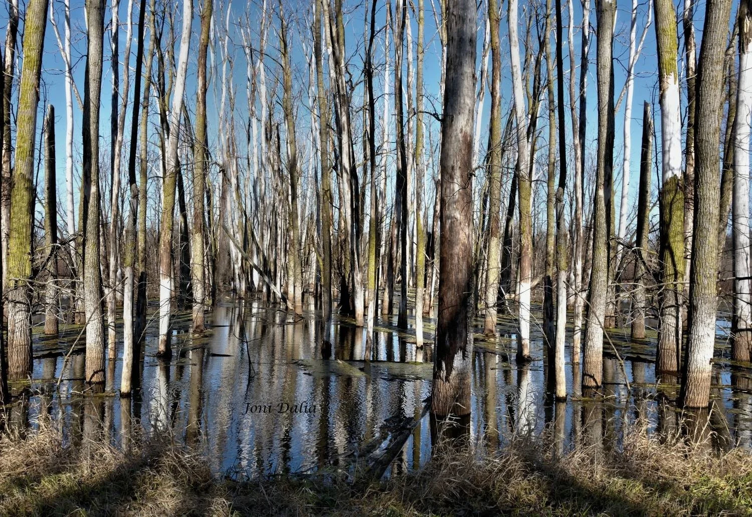 Landscape_11.jpg