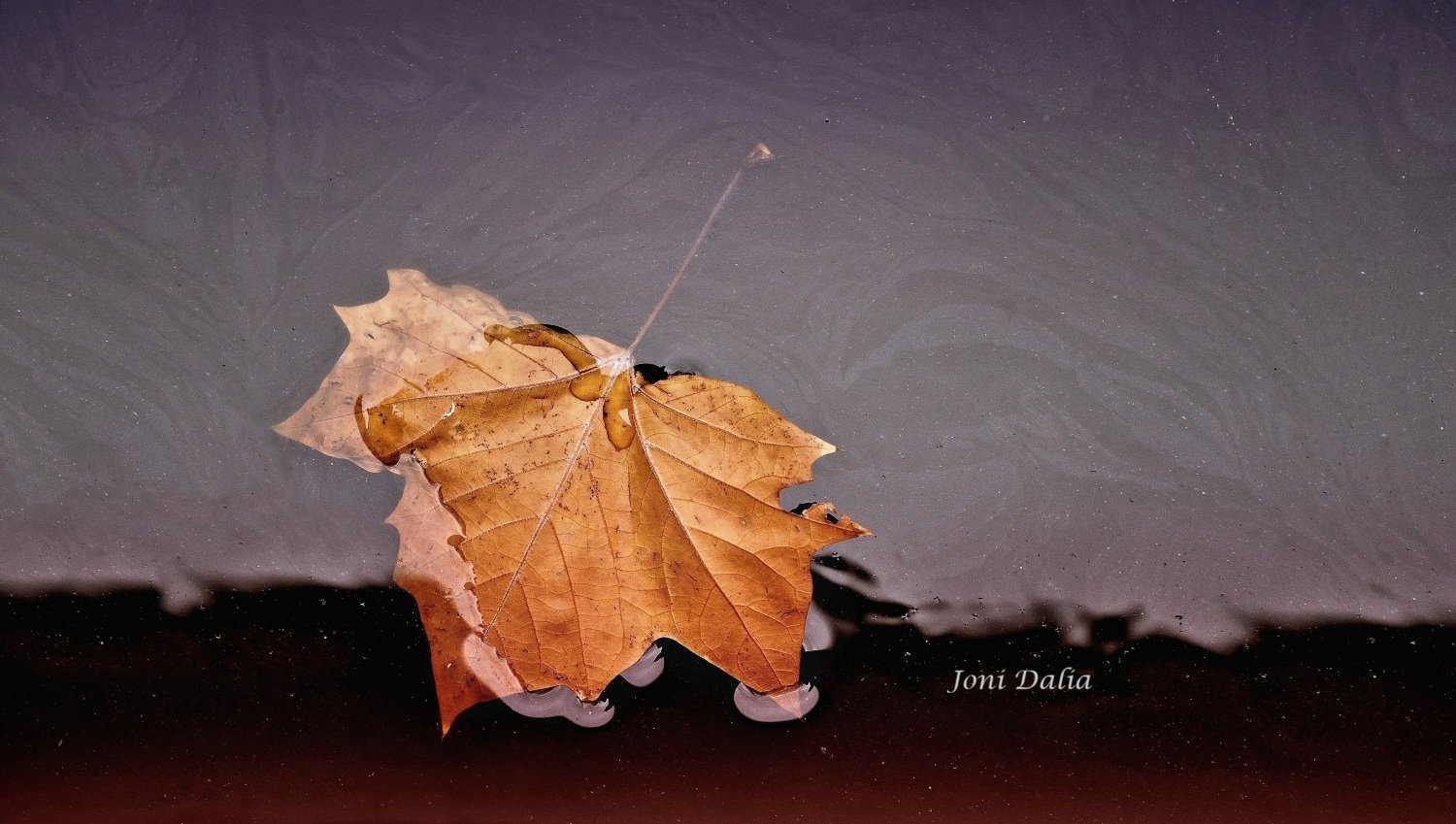 leaves_13.jpg