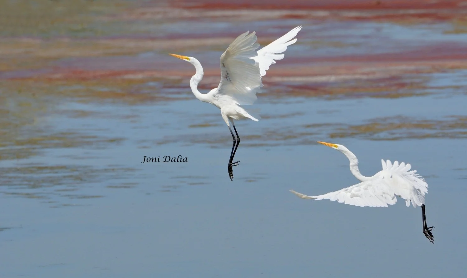 Birds_9.jpg