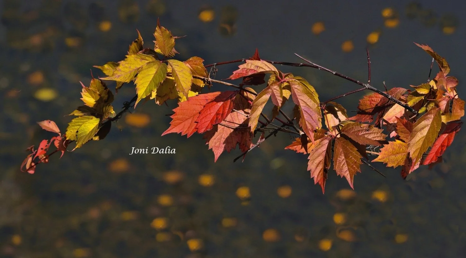 leaves_14.jpg