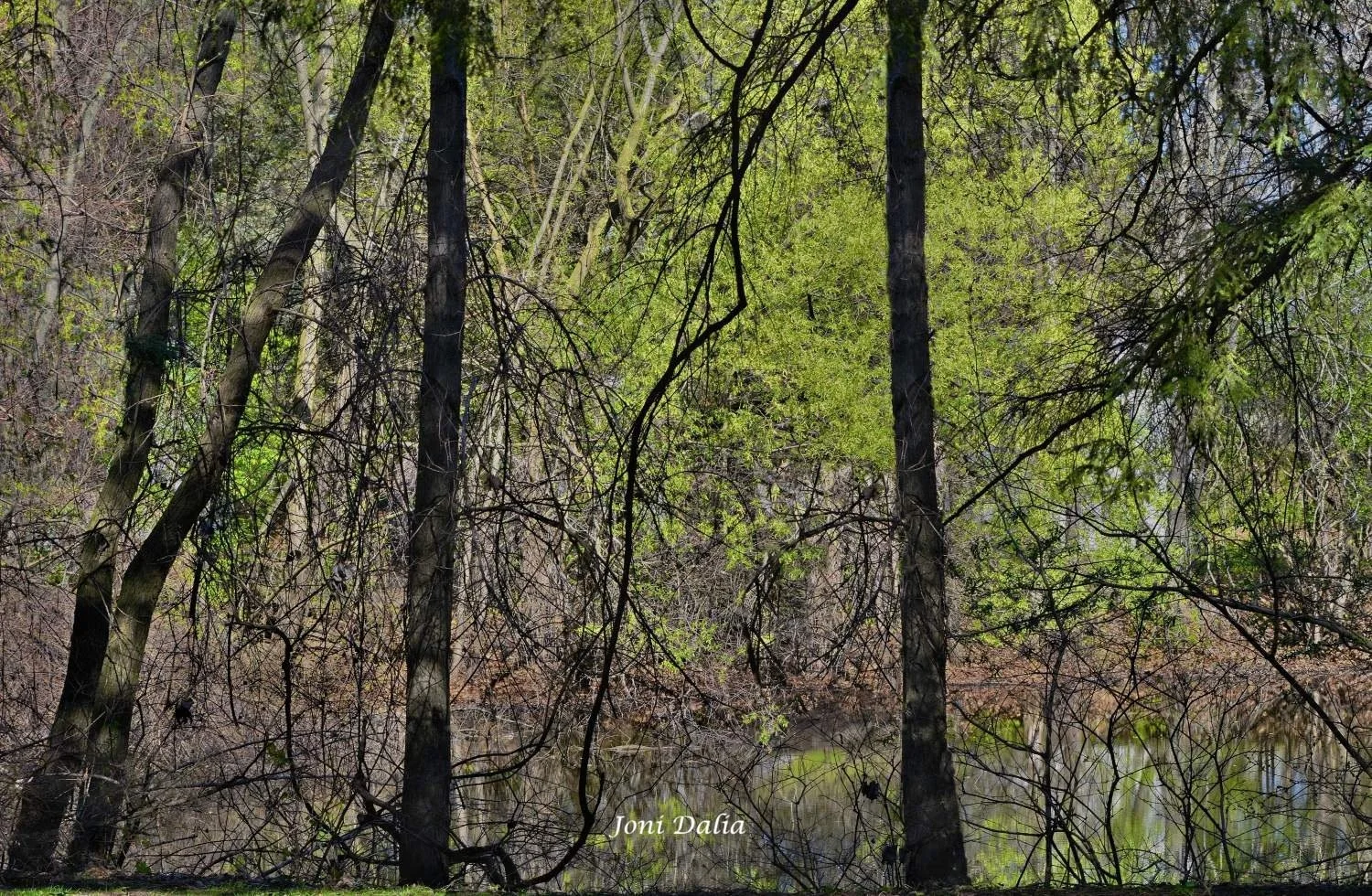 Landscape_14.jpg