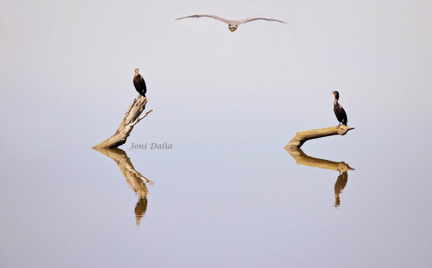 Birds_5.jpg