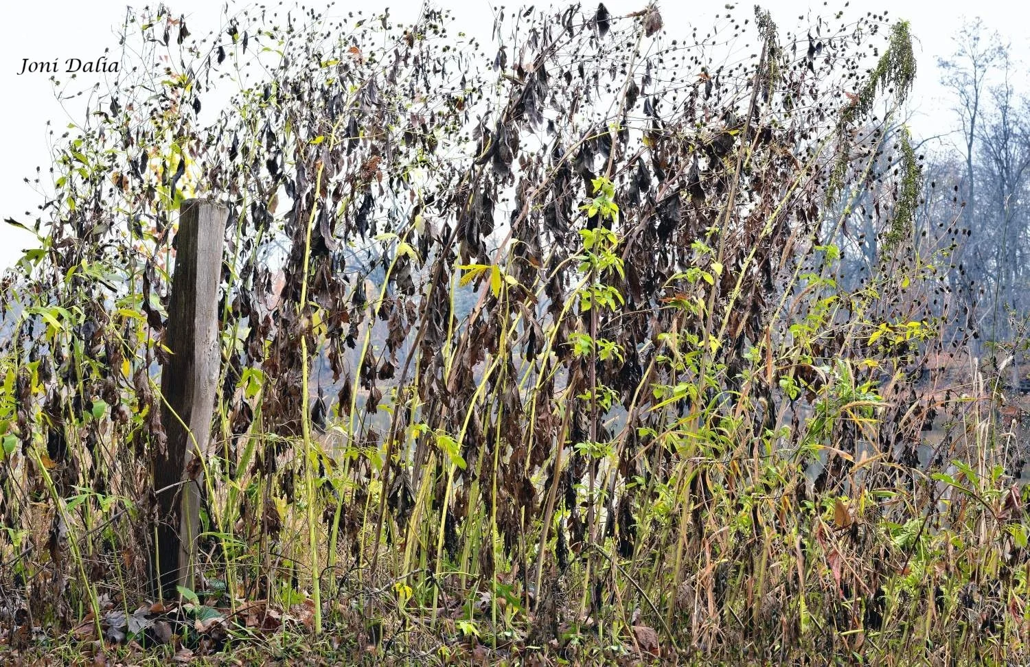 Landscape_13.jpg