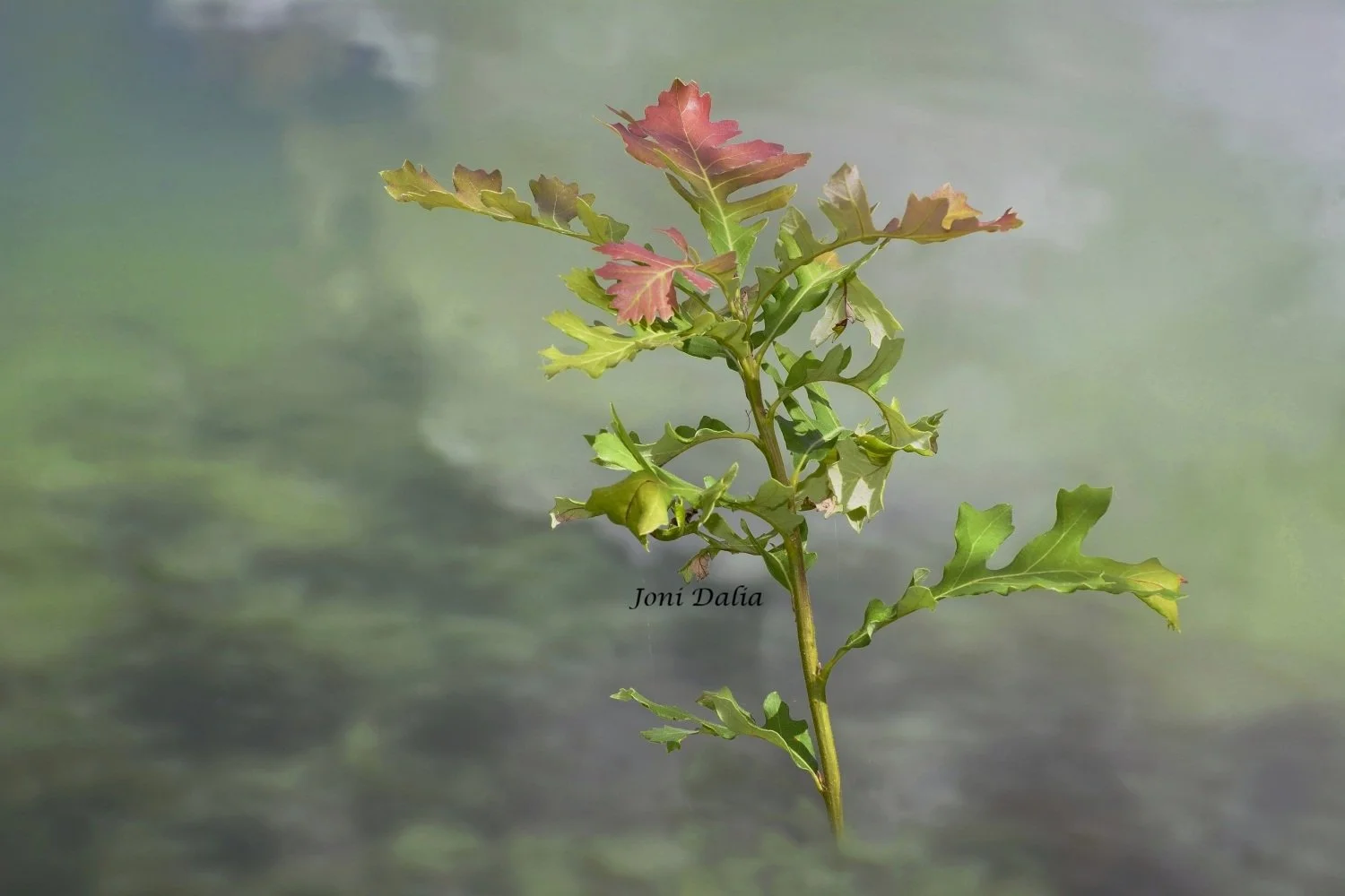 leaves_7.jpg
