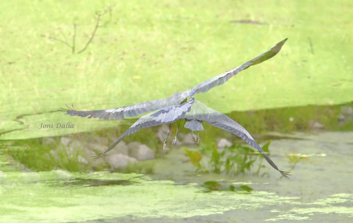 Birds_6.jpg