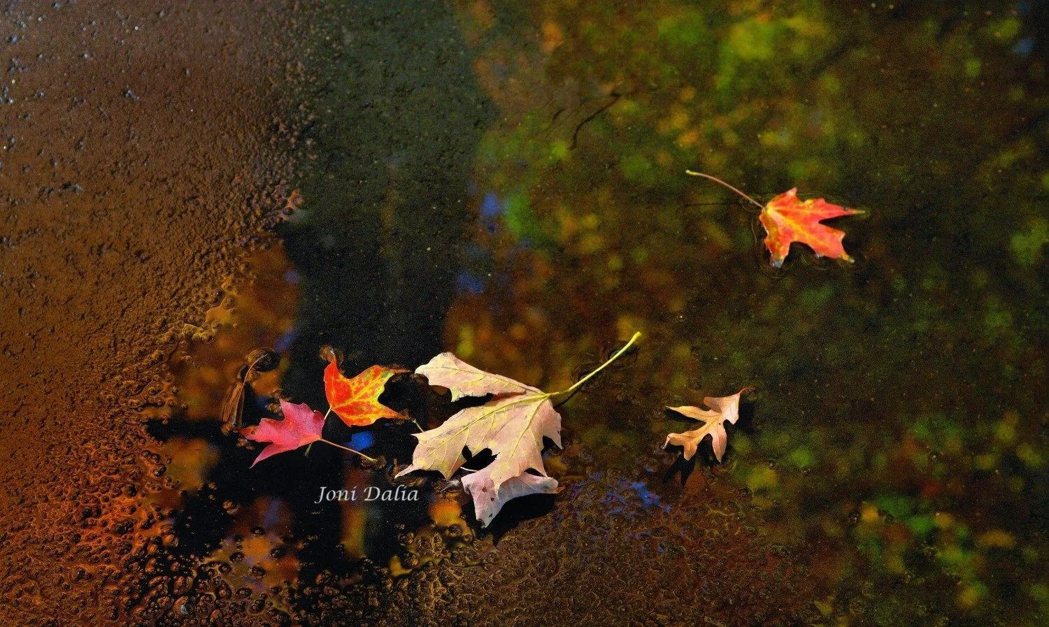 leaves_2.jpg
