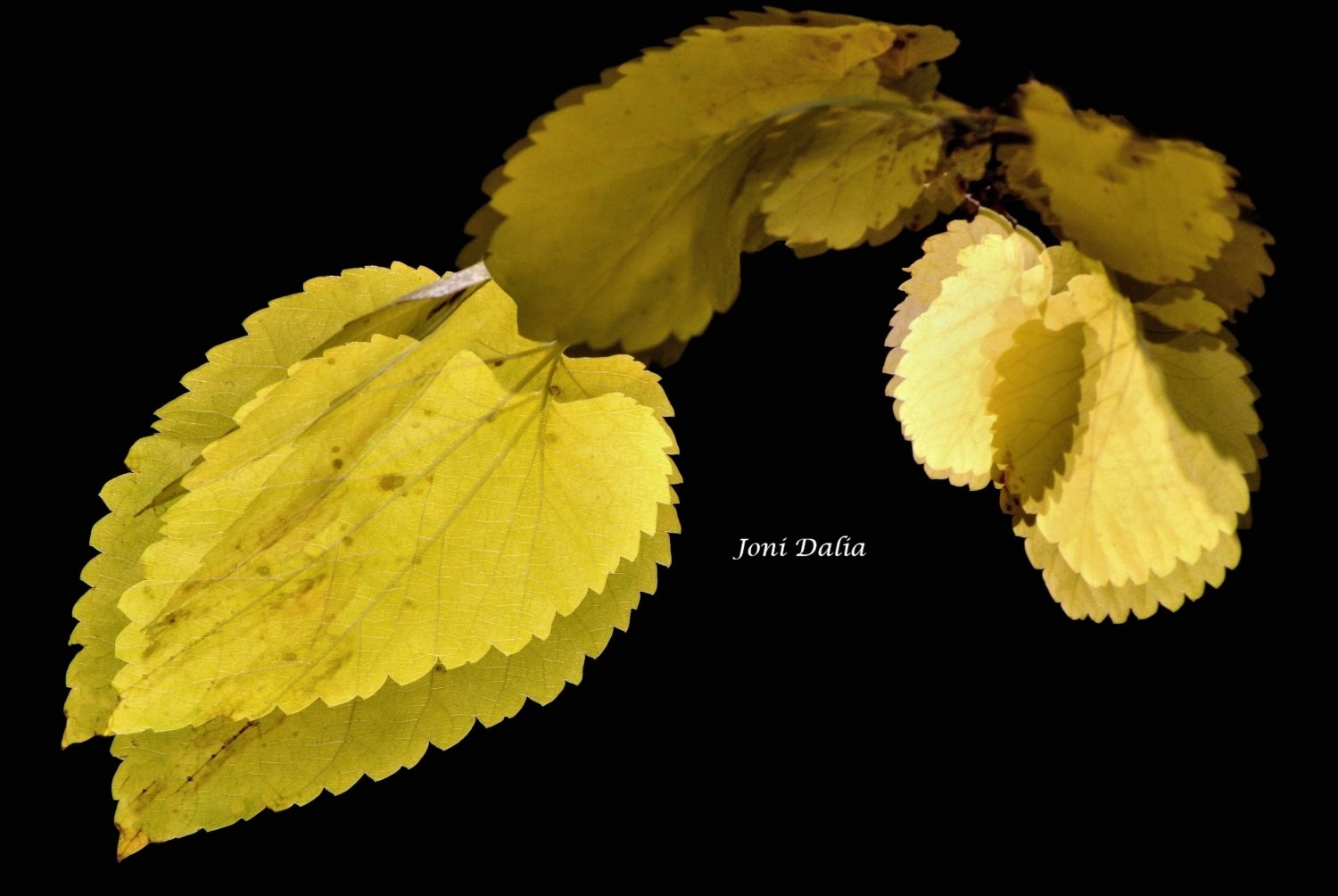 leaves_11.jpg