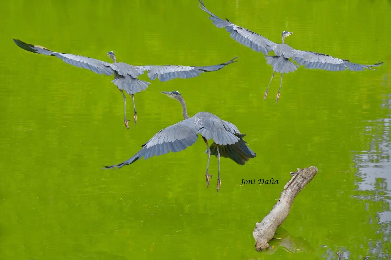 Birds_8.jpg