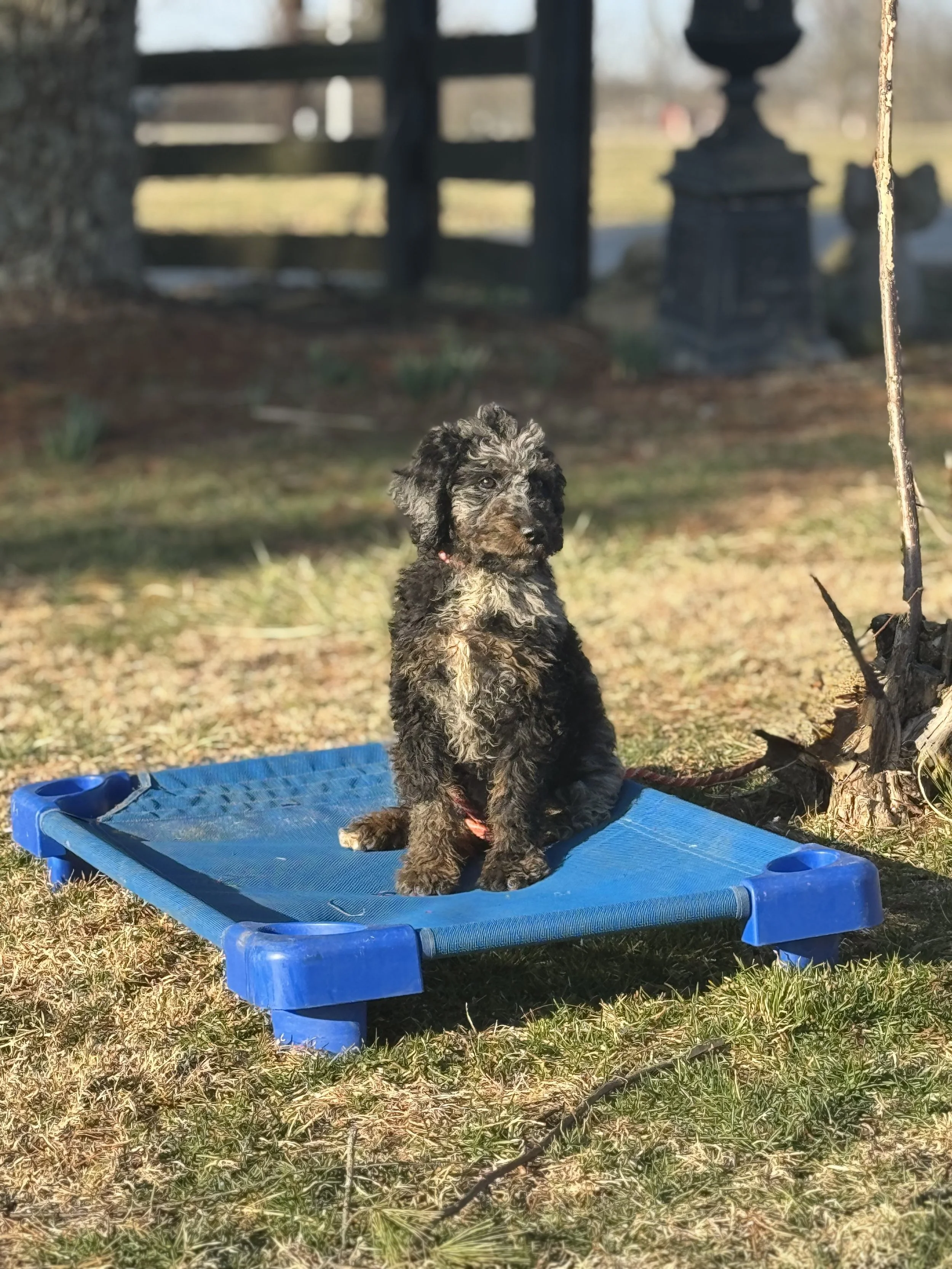 Puppy Board and Train