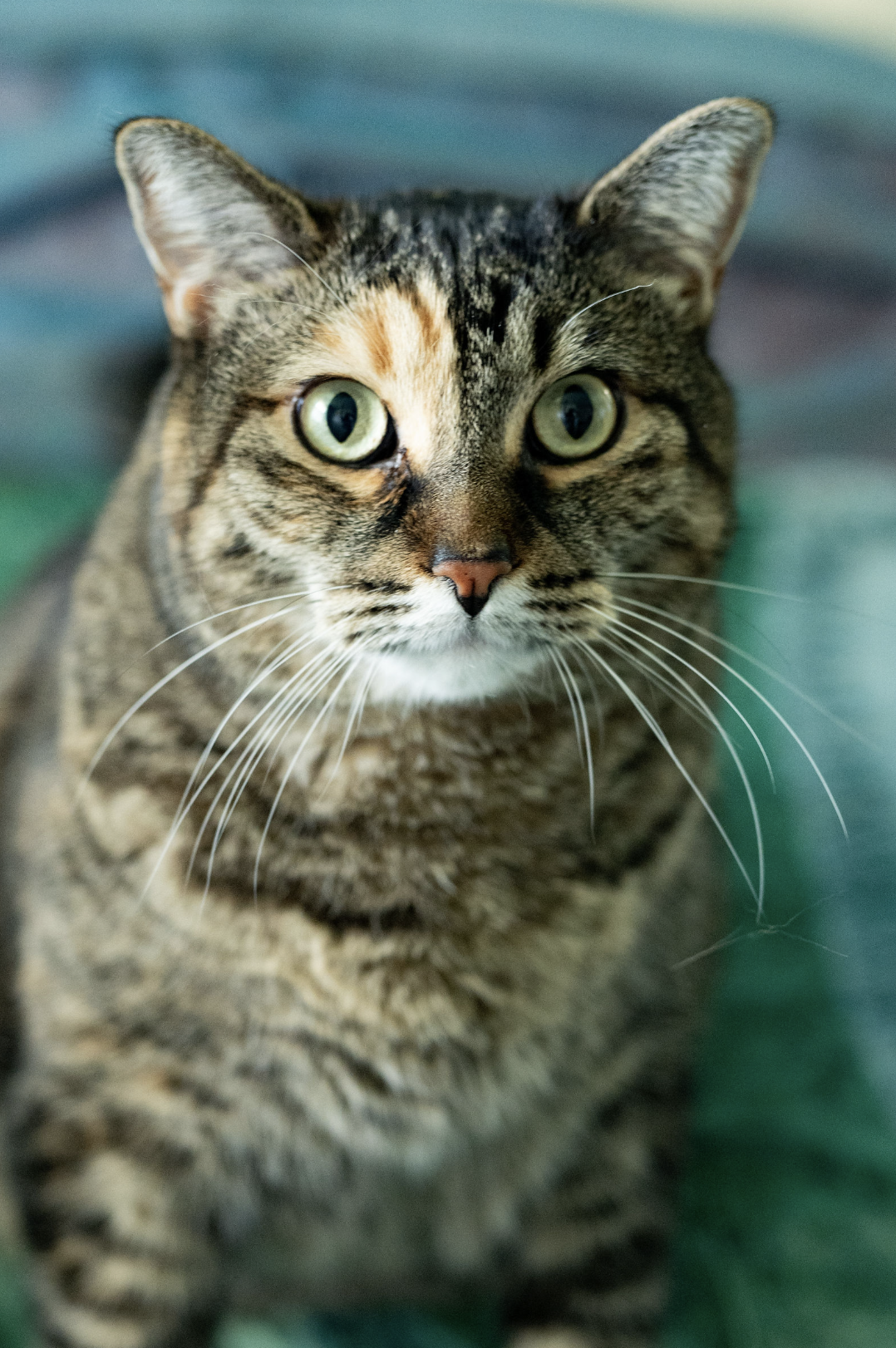 Close-up portrait of a tabby cat with green eyes.