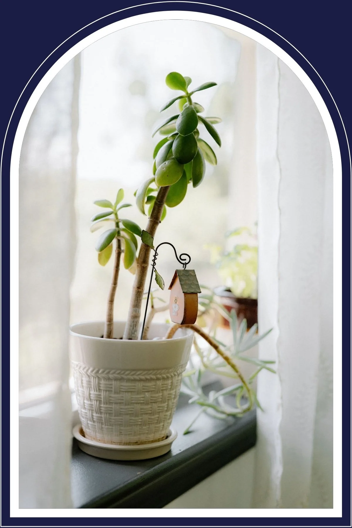 Potted green succulent plant beside a sunlit window, with a miniature hanging birdhouse and soft white curtains.