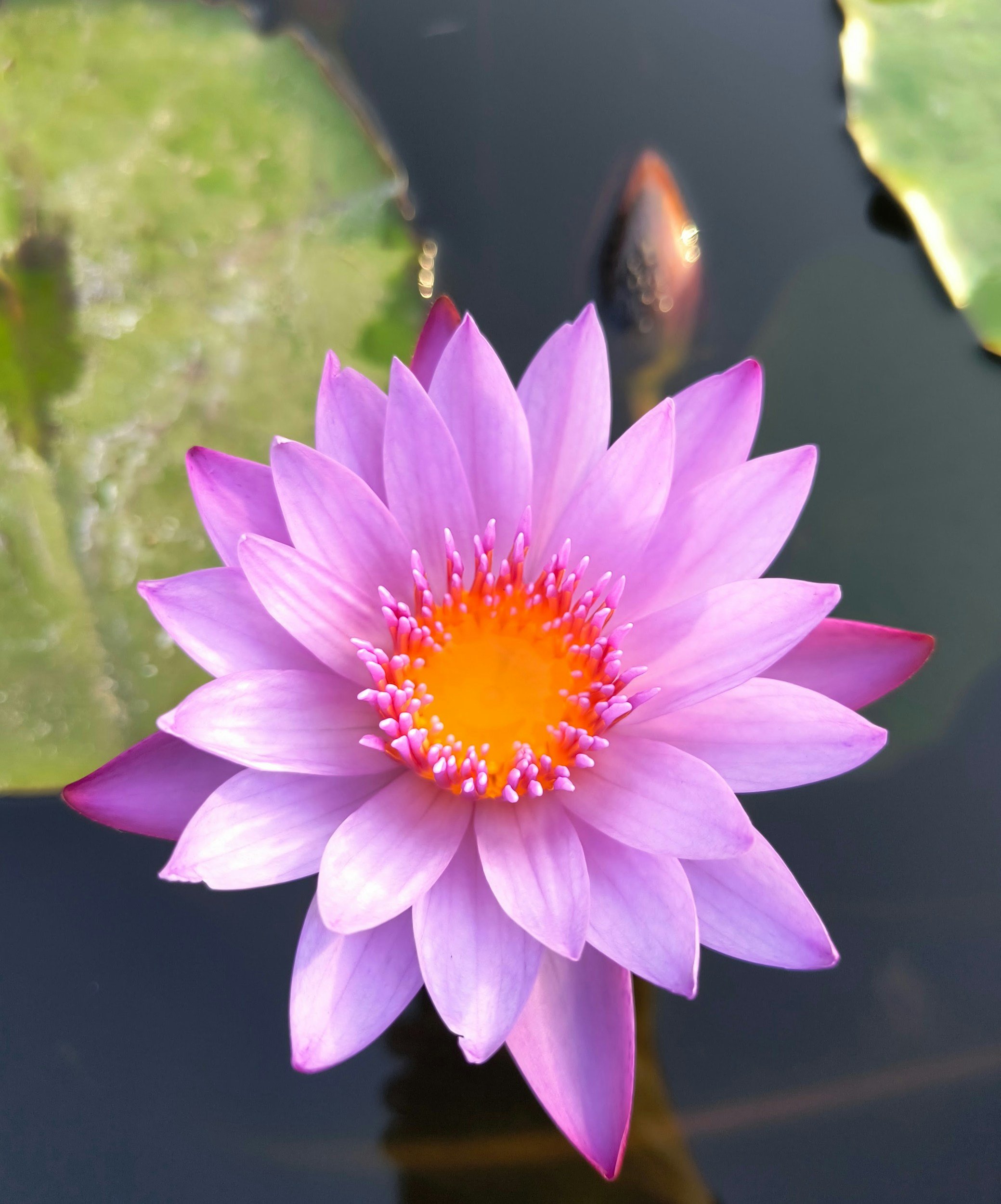 Close-up of a vibrant purple water lily with an orange center floating on a pond