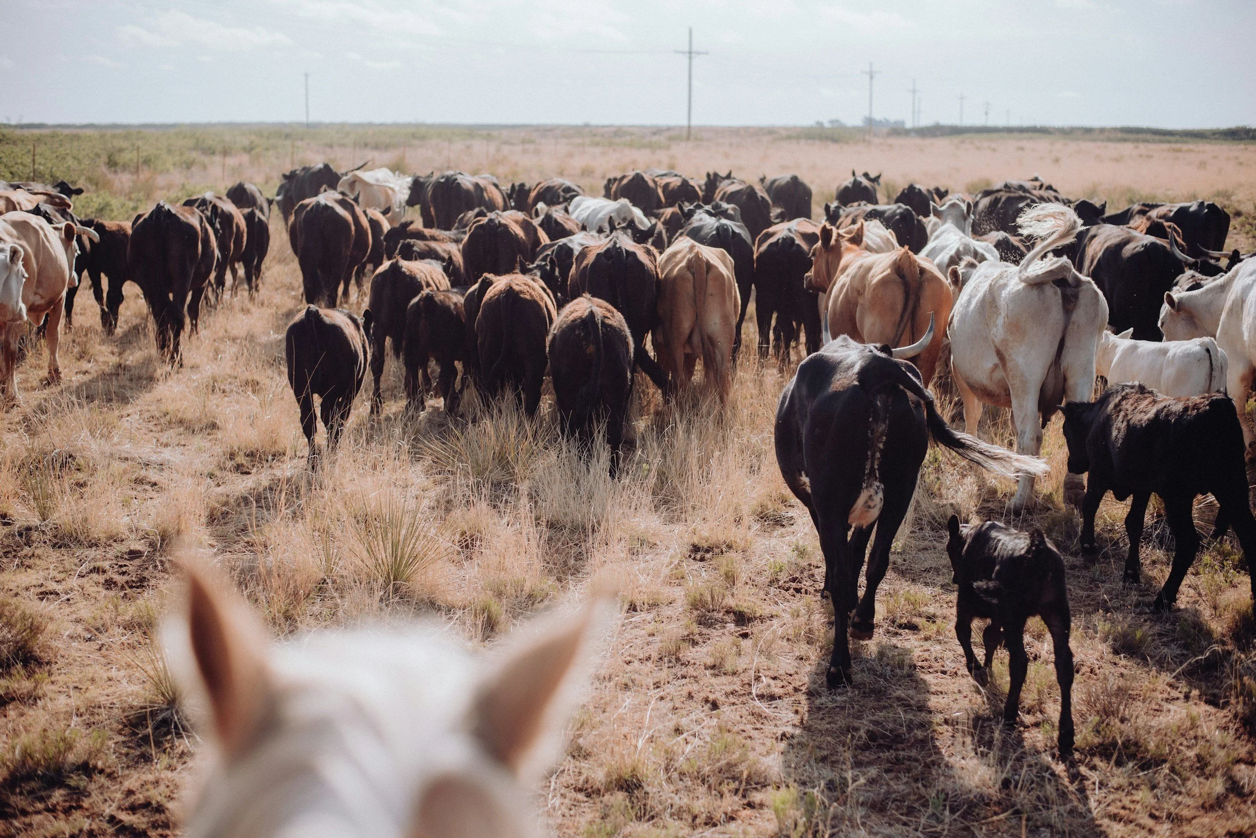 A herd of cattle grazing in a dry, open field under a partly cloudy sky, viewed from behind a furry animal's head in the foreground.