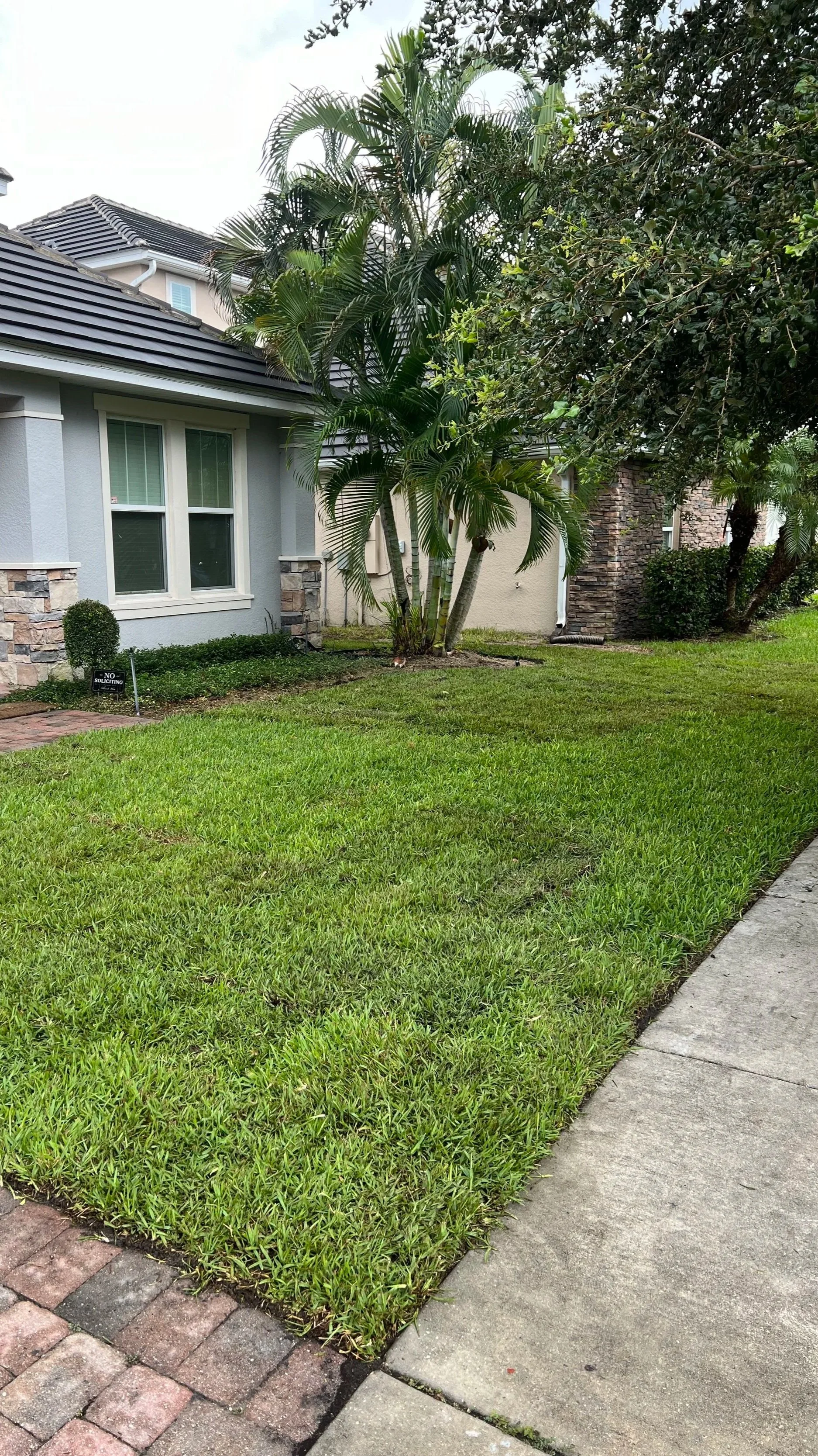 A residential front yard featuring a well-maintained grassy lawn, a concrete sidewalk, and part of a house with a gray exterior wall, large window, and slate roof. There are several trees and bushes, including a palm tree, along the house.
