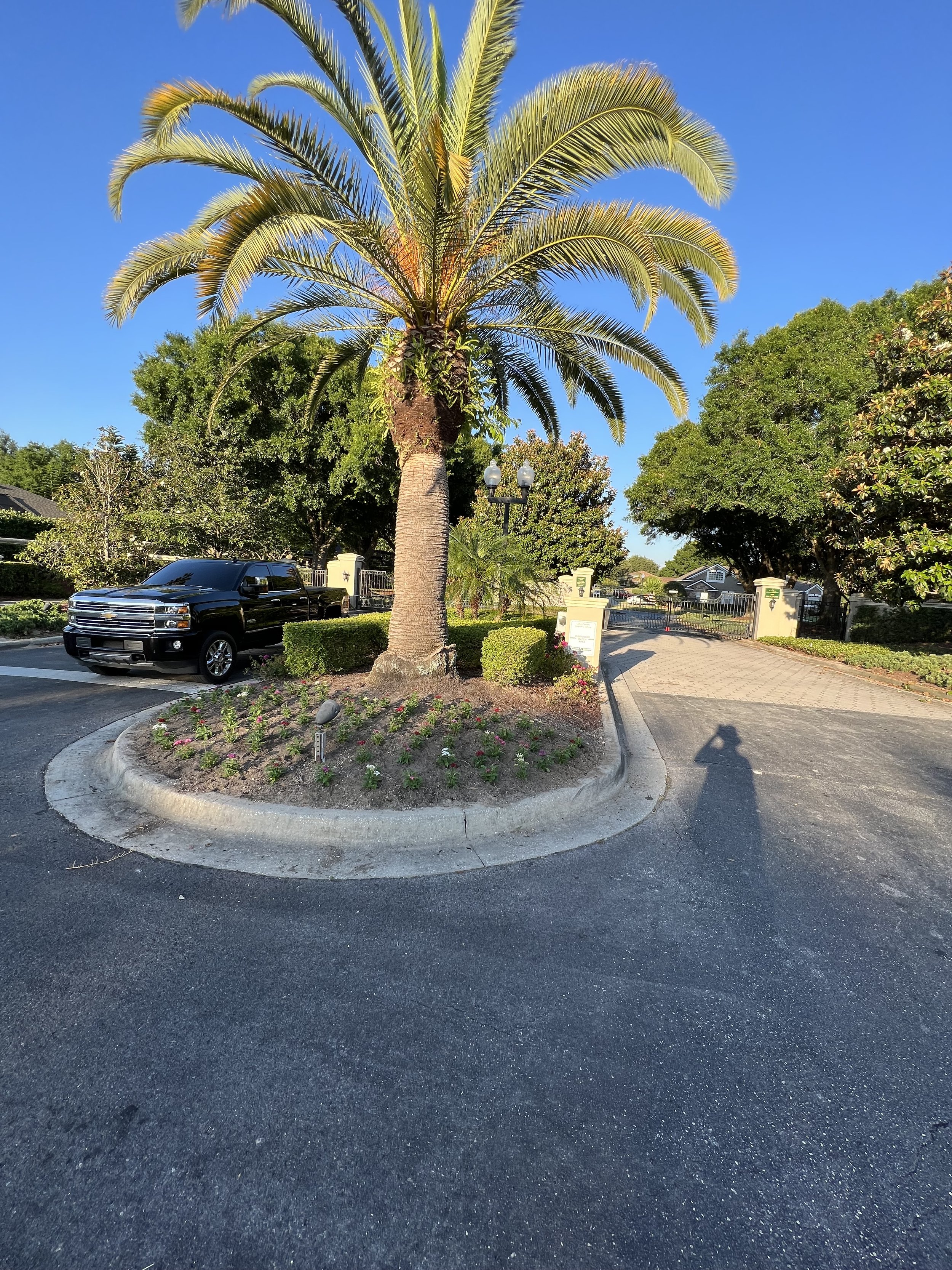 A large palm tree is in the center of a small circular landscaped island in a parking lot with a black pickup truck parked to the left and a gated entrance to a residential neighborhood in the background, under a clear blue sky.