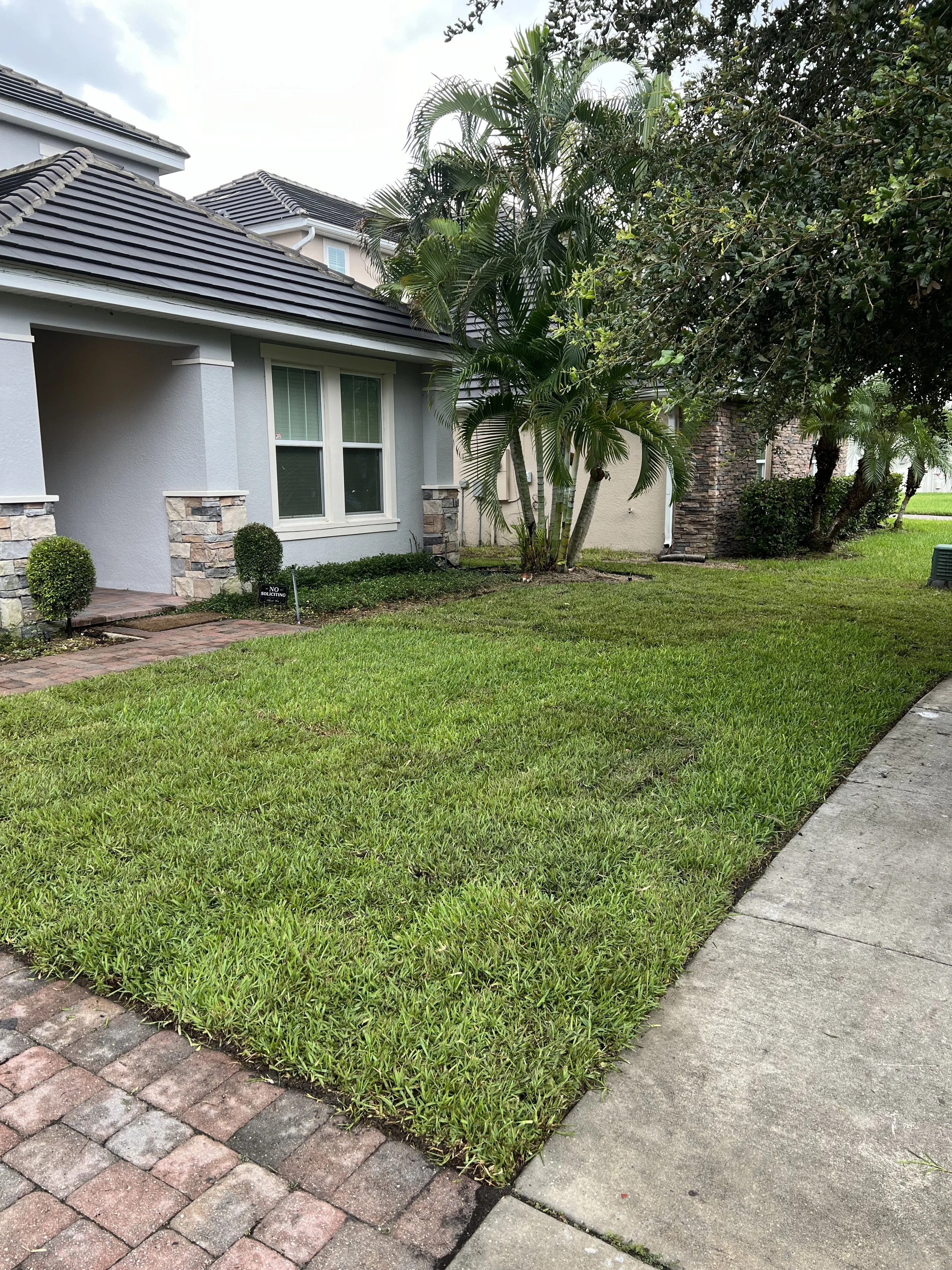 A suburban front yard with green grass, a paver driveway, a sidewalk, and a house with a gray exterior, white windows, and a brown tiled roof. There are two small bushes in front of the house, and a tall palm tree near the house.