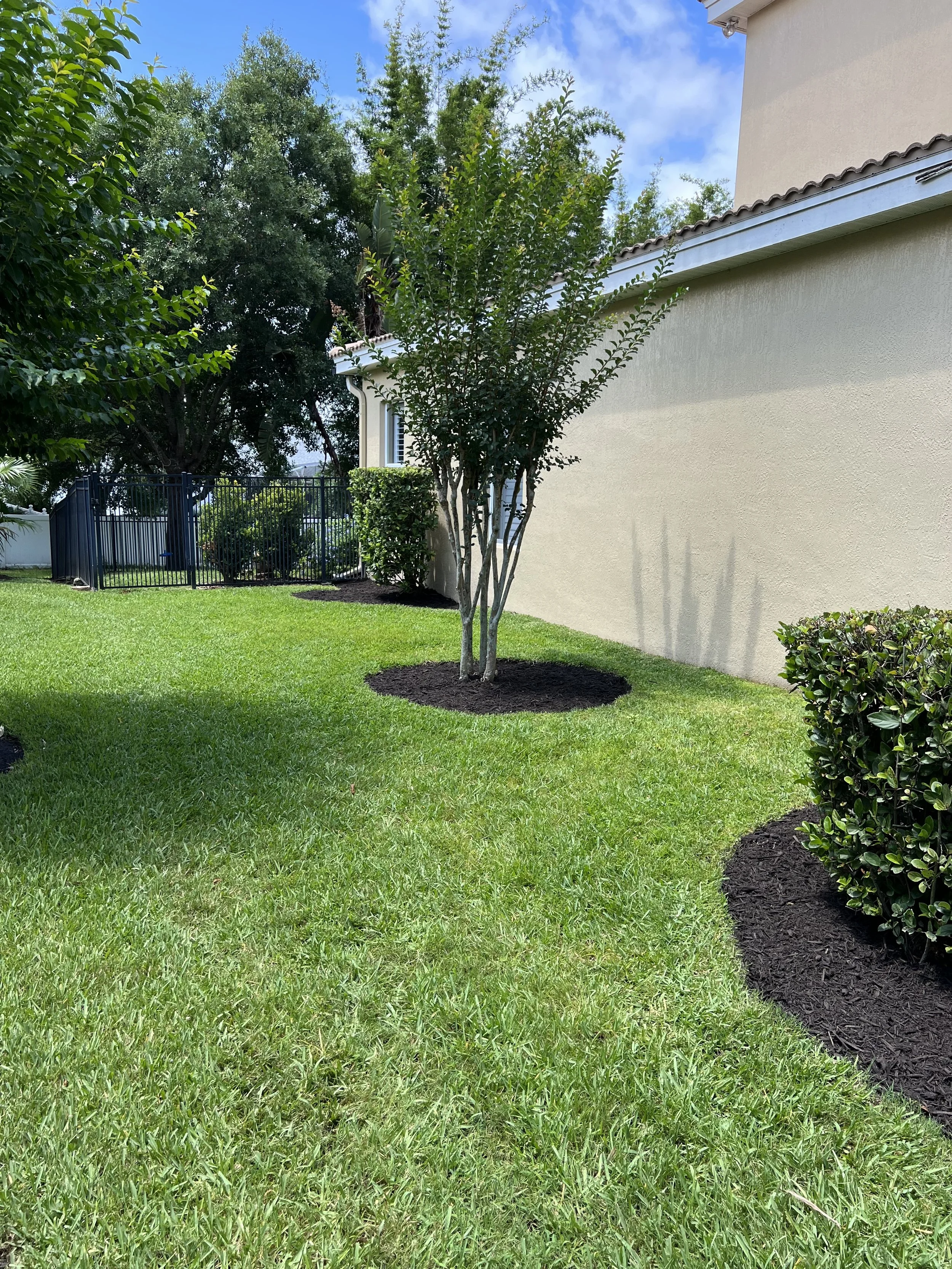 A backyard with a small tree, green grass, and some bushes. There is a beige house wall on the right and a black metal fence in the background. The sky is partly cloudy with blue patches.