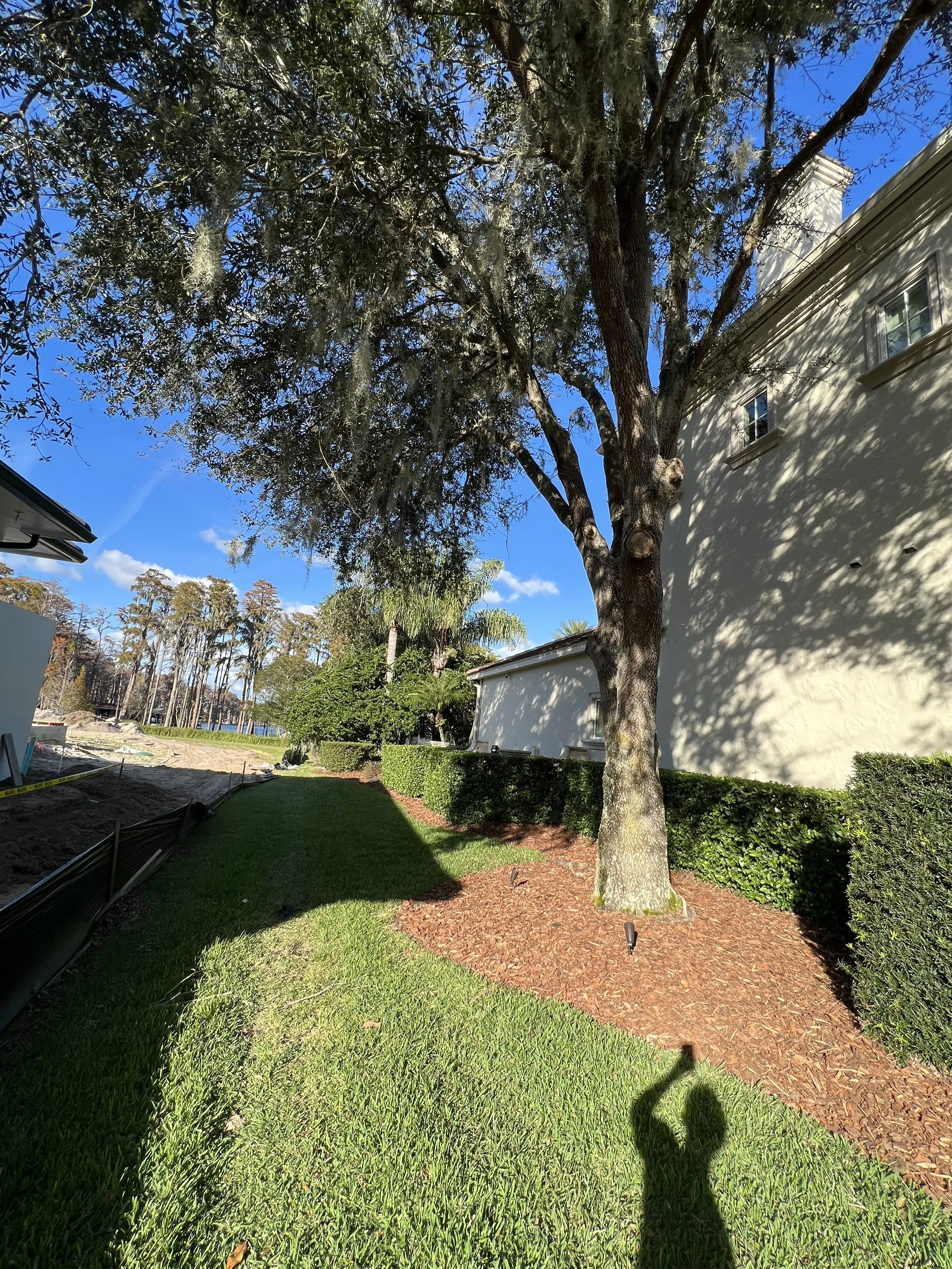 A tree with Spanish moss hanging from its branches beside a white house with several windows. The foreground shows a grassy area and a shadow of the person taking the photo.