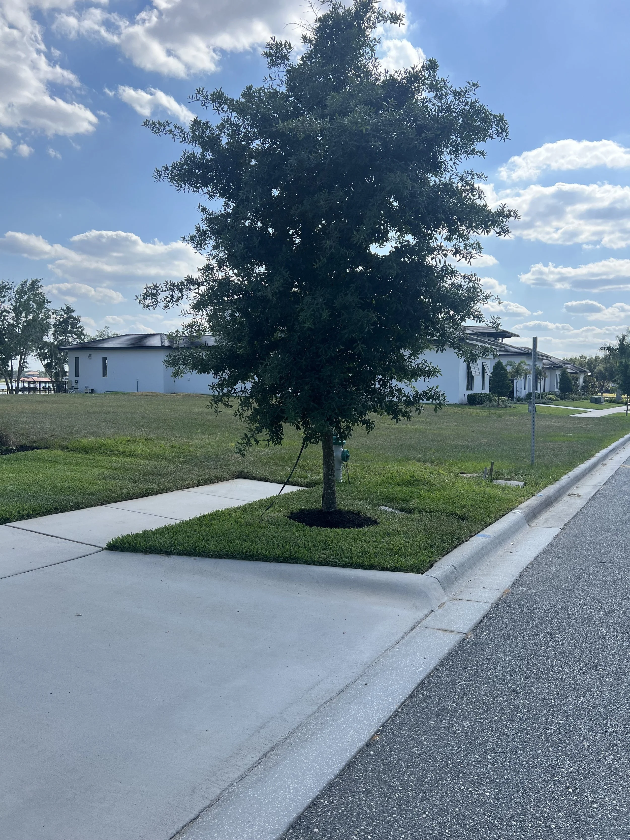 A young tree planted in a grassy area next to a sidewalk, with a residential building and blue sky with scattered clouds in the background.