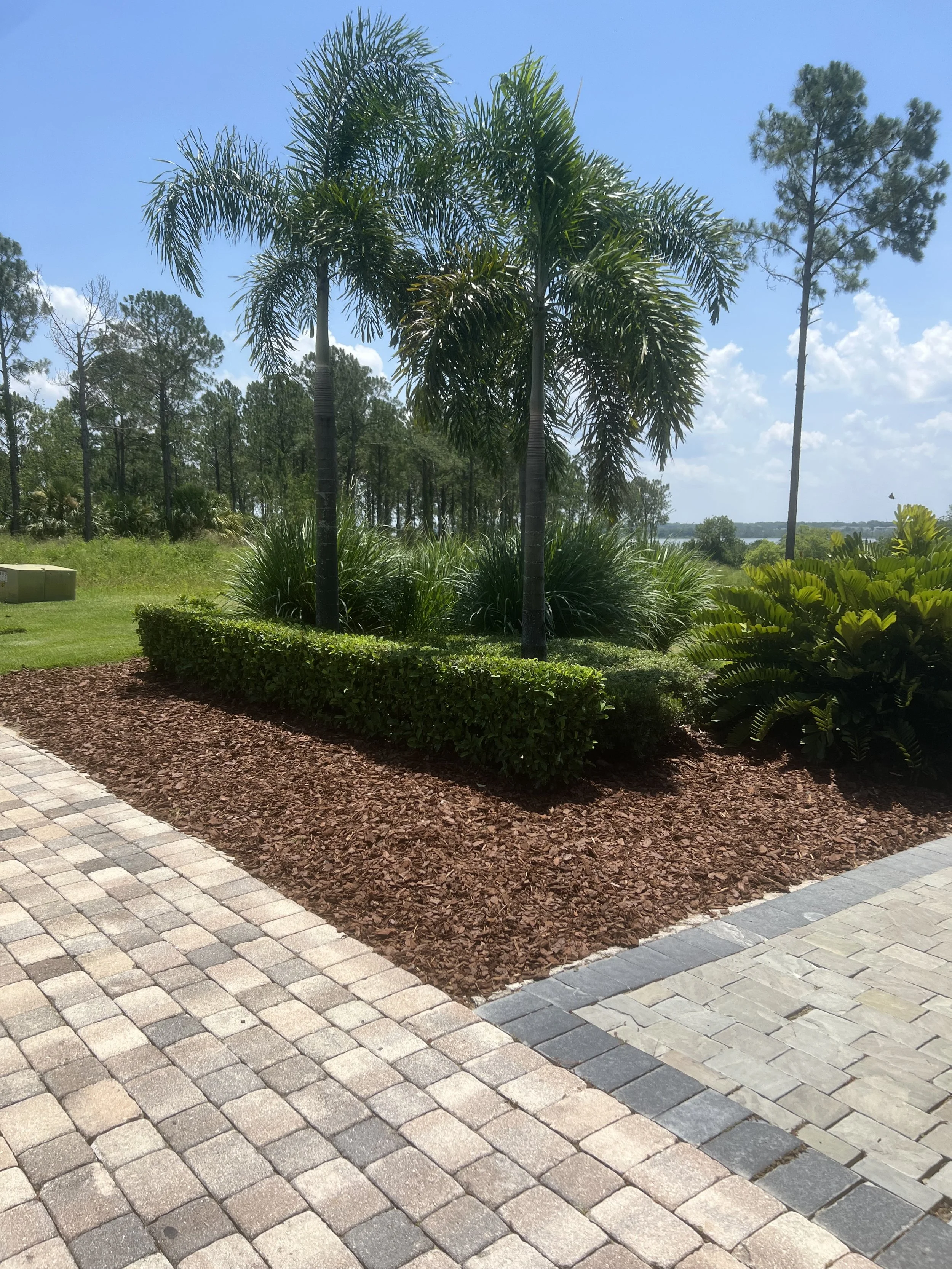 A landscaped area with palm trees, bushes, and a paved walkway on a sunny day.