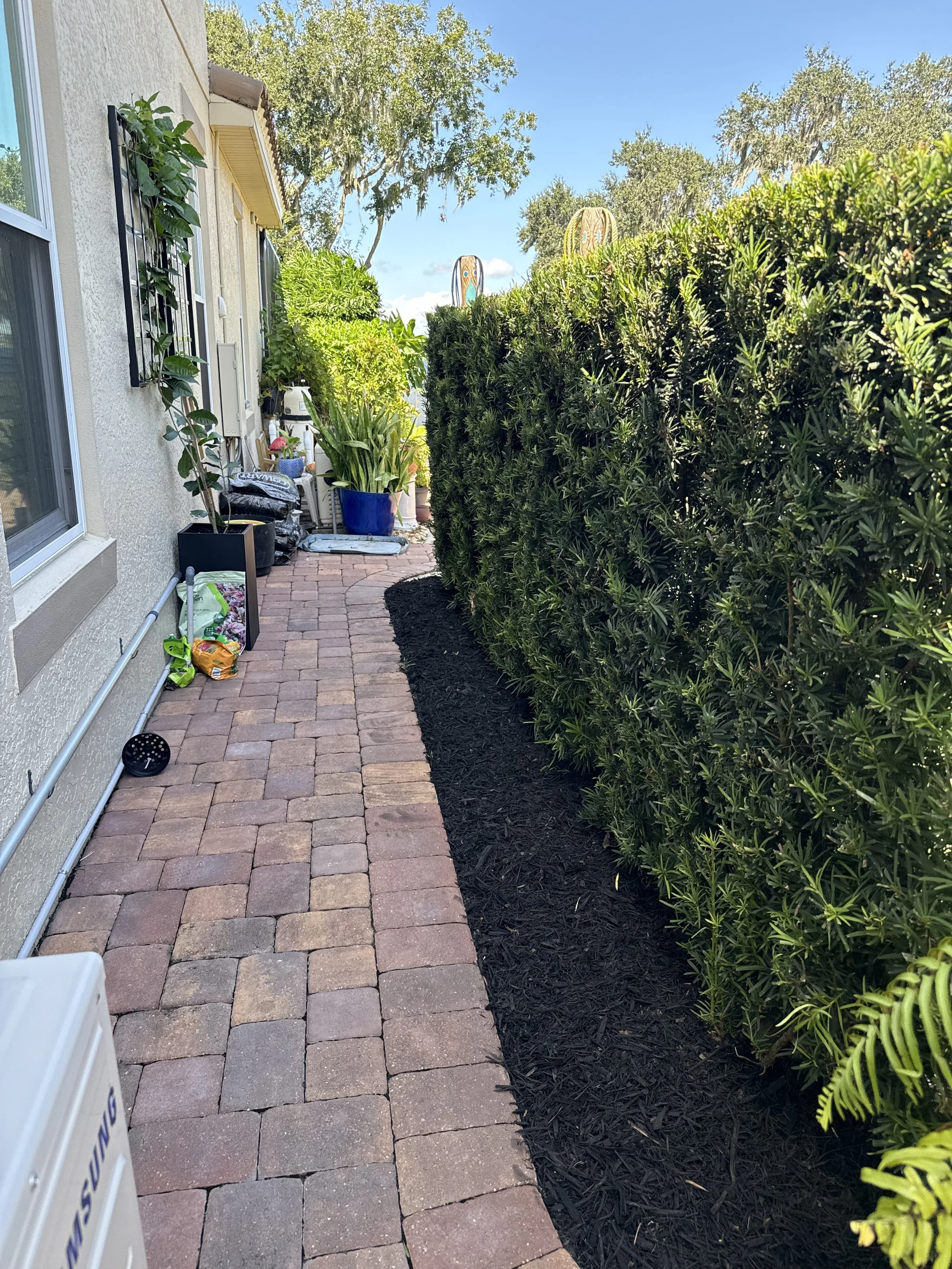 A paved walkway with red bricks runs alongside a house with beige stucco walls. To the right, there is a well-maintained hedge with black mulch at its base. Various plants, some in blue and white pots, are arranged along the wall. In the background, 