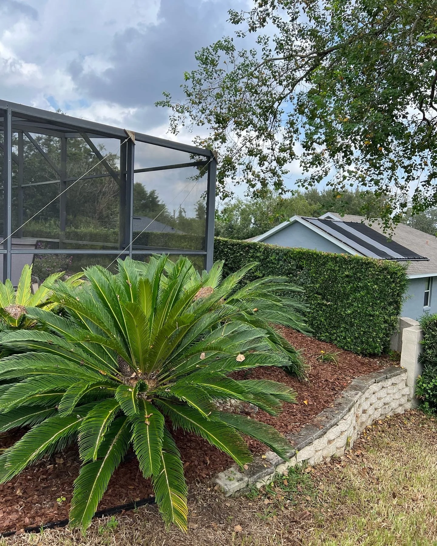 A landscaped yard with a large green shrub in the foreground, a brick-edged garden bed, a hedge, a house with a solar panel on its roof, and a black screened enclosure, under a partly cloudy sky.
