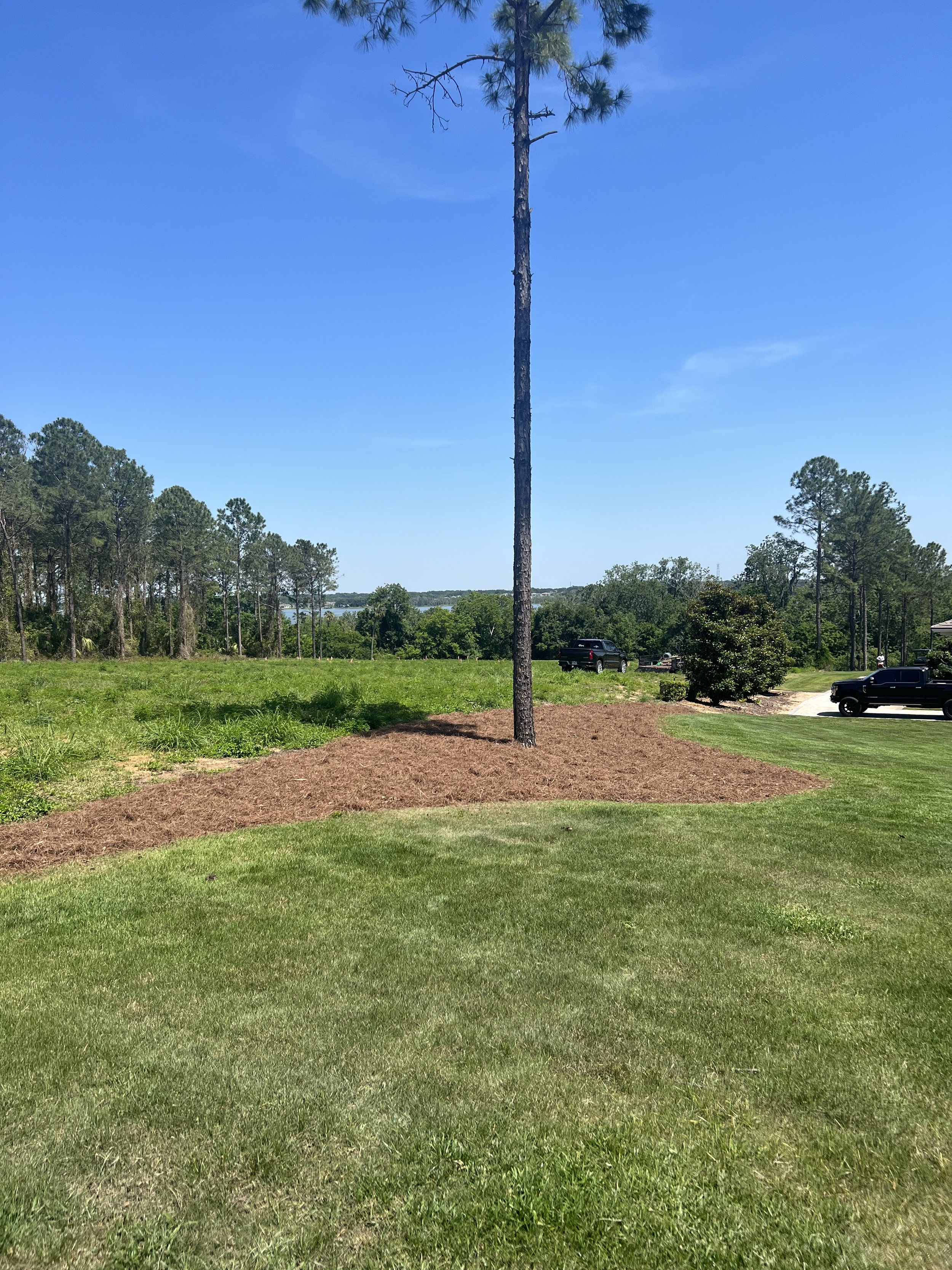 A landscape view of a grassy area with a single tall pine tree in the center. In the background, there are more trees and a body of water visible beyond the trees. There are two black trucks parked on a gravel path on the right side of the image unde
