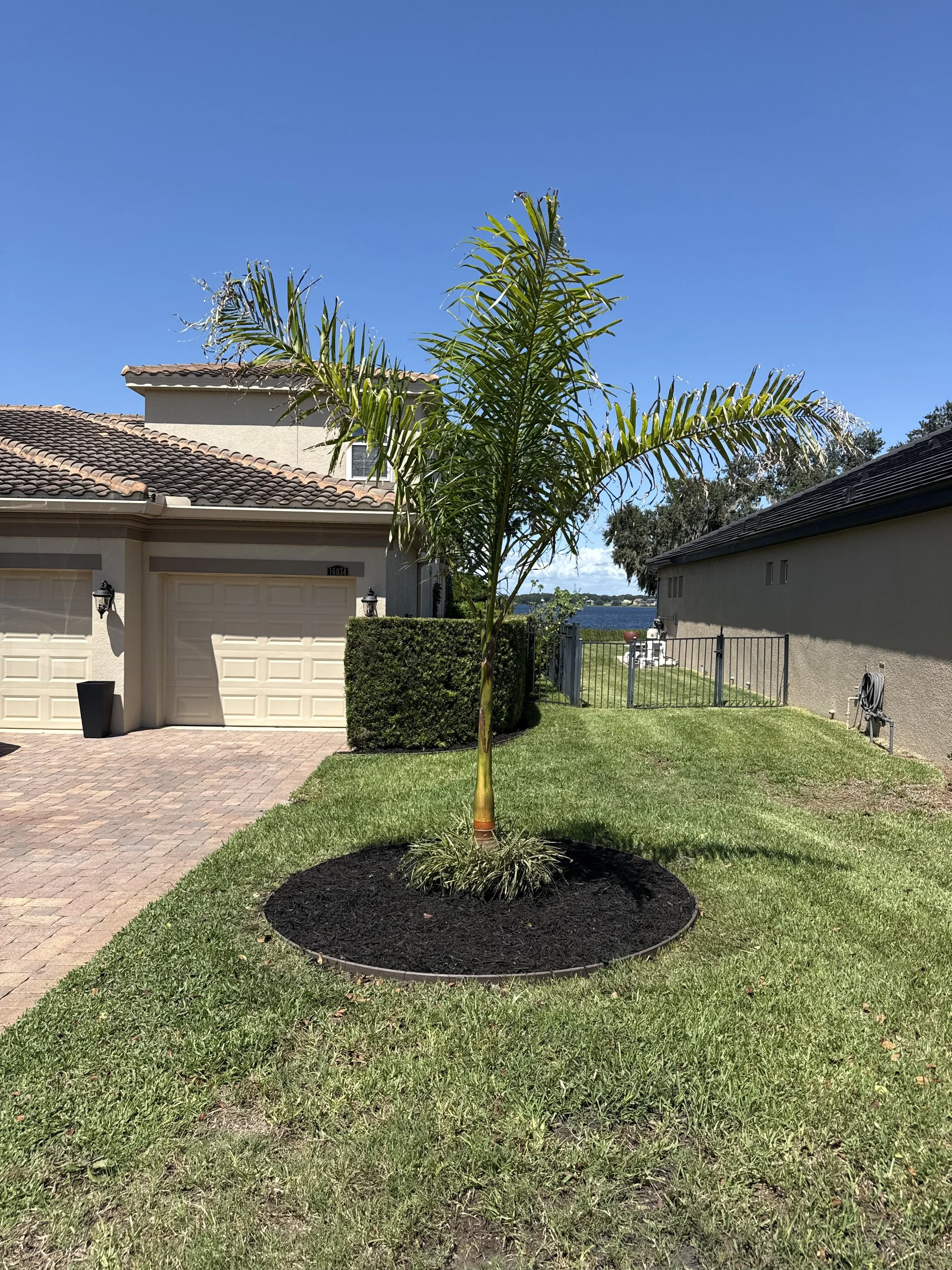 Young palm tree planted in a circular bed of mulch in a backyard with a house and water in the background.