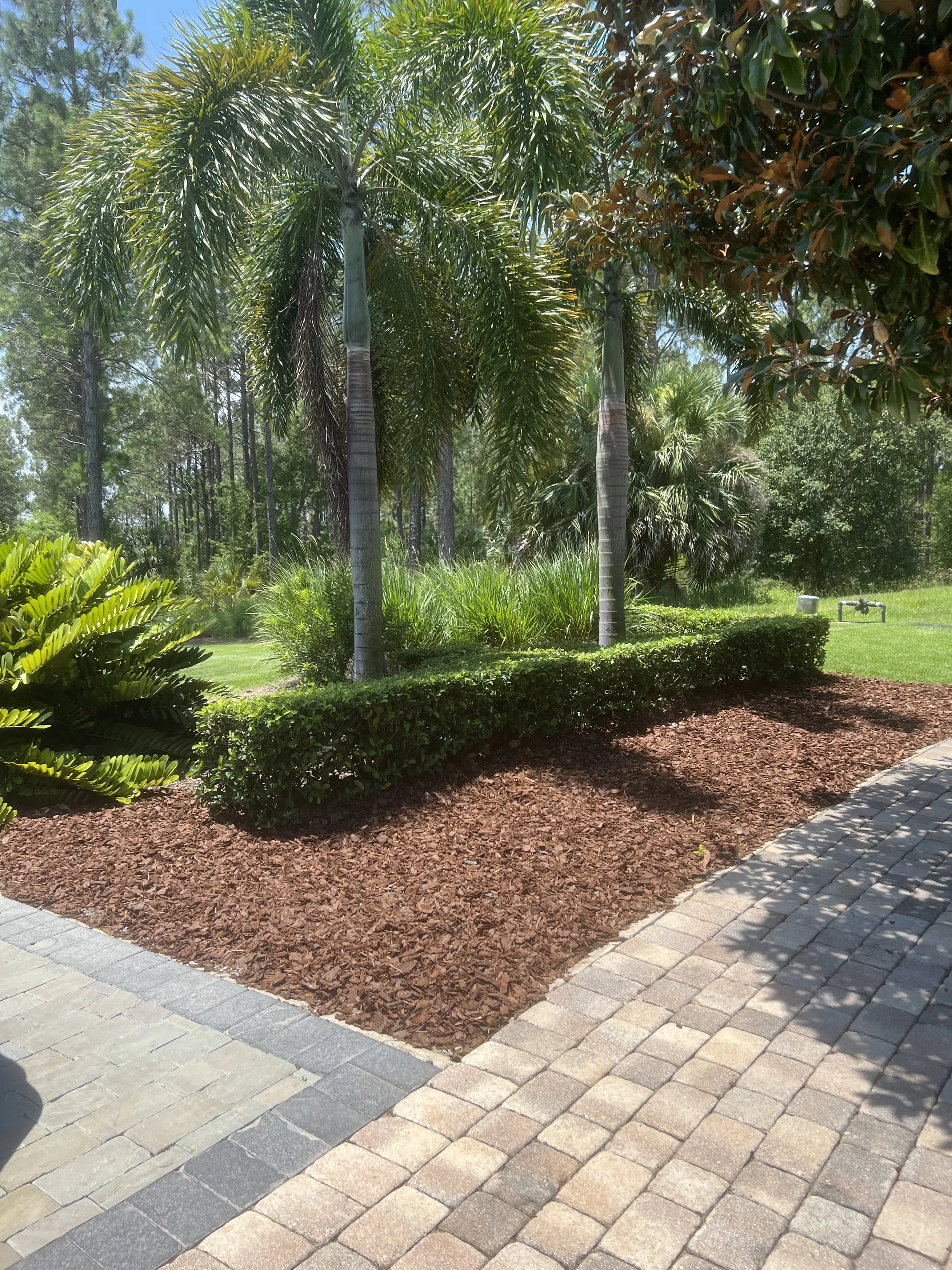 A landscaped public area with palm trees, green bushes, and a pathway with brick pavers. The scene includes a clear sky, and there is a garden hose reel in the background.