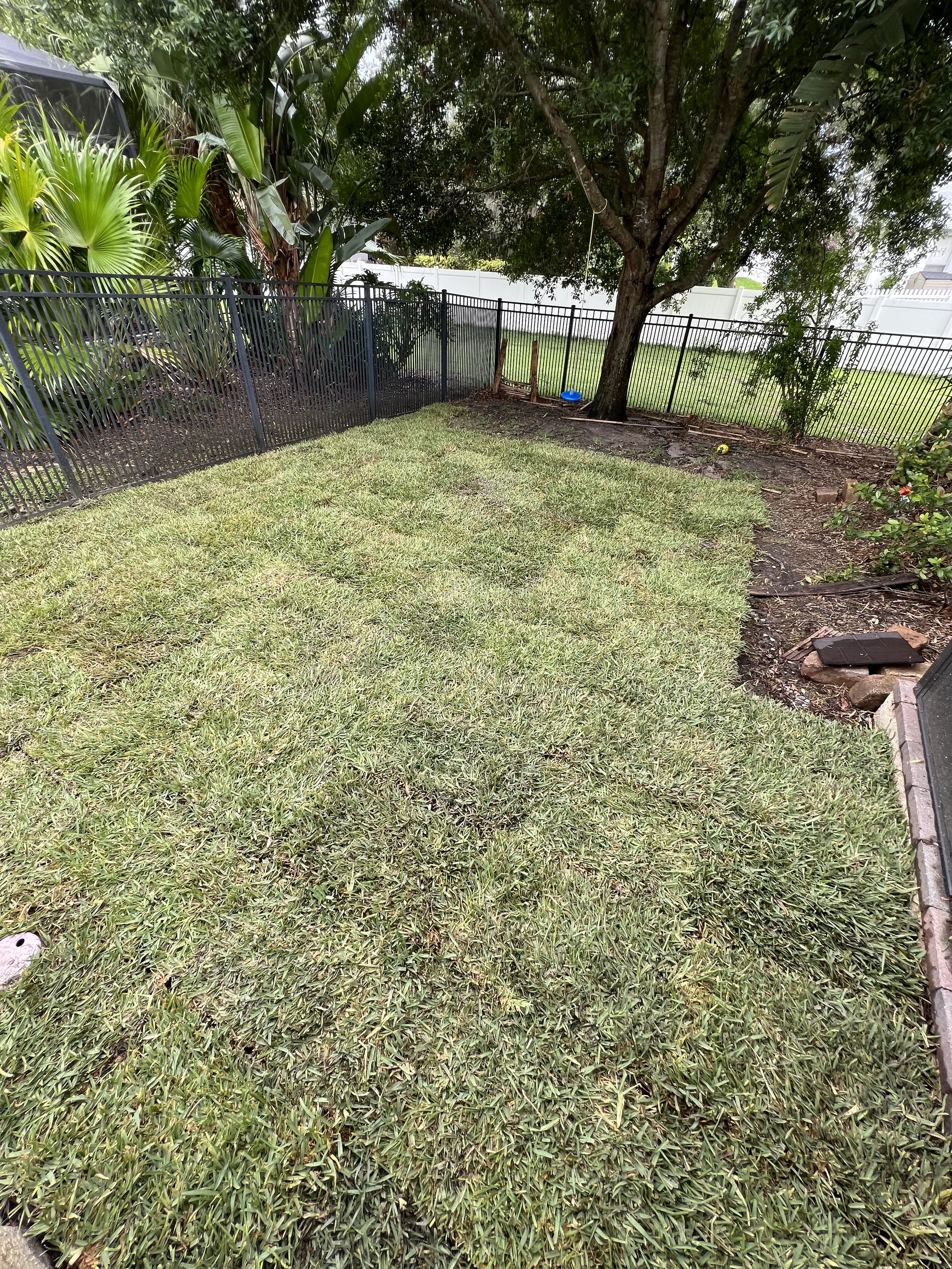 A backyard with a grassy lawn, a large tree, and a black metal fence. There are lush green plants on the left side, and some objects near the tree including a blue disc, a yellow sphere, and small brown logs.
