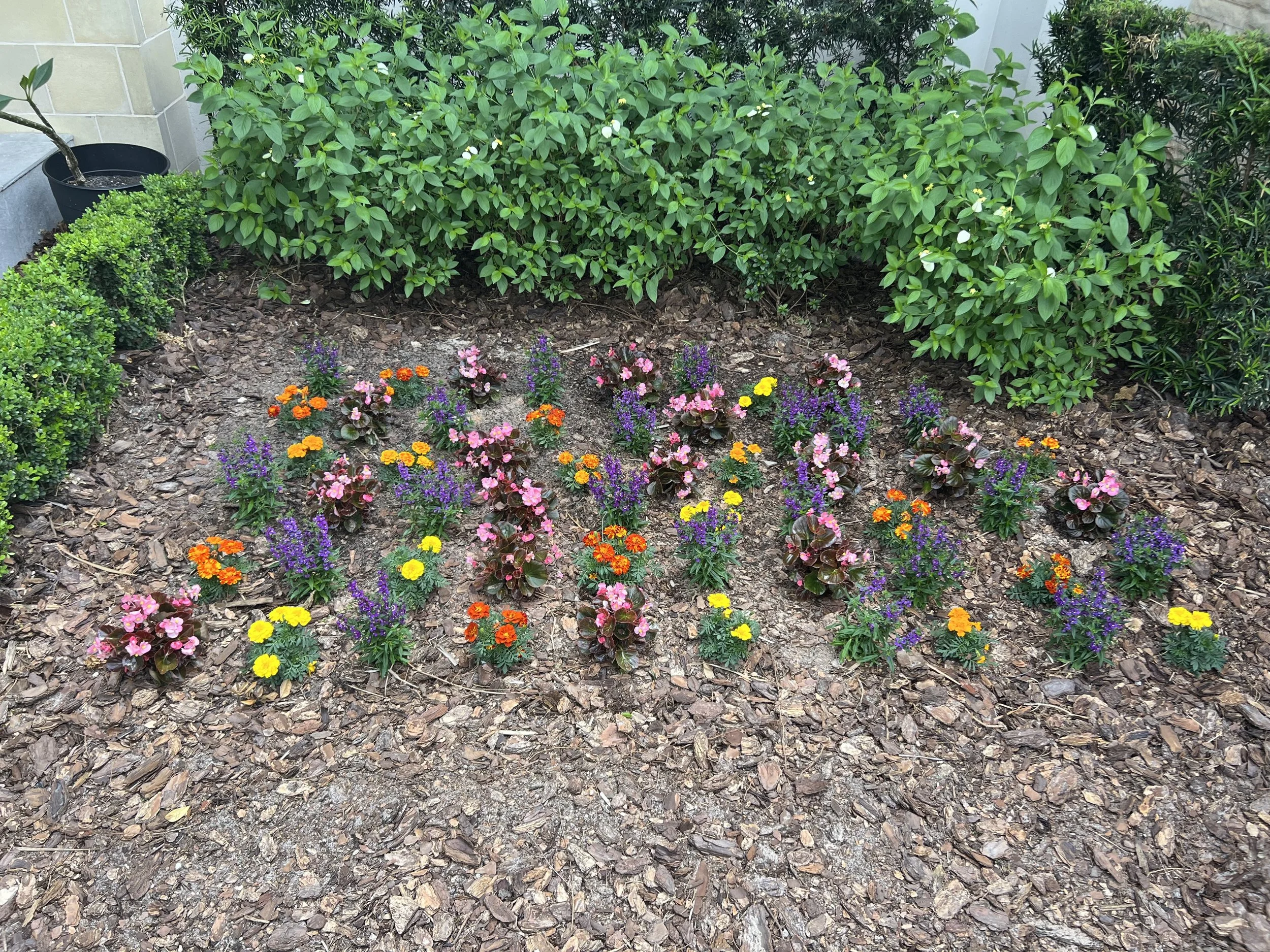 A garden bed with vibrant pink, orange, purple, and yellow flowers, surrounded by green bushes and mulch.