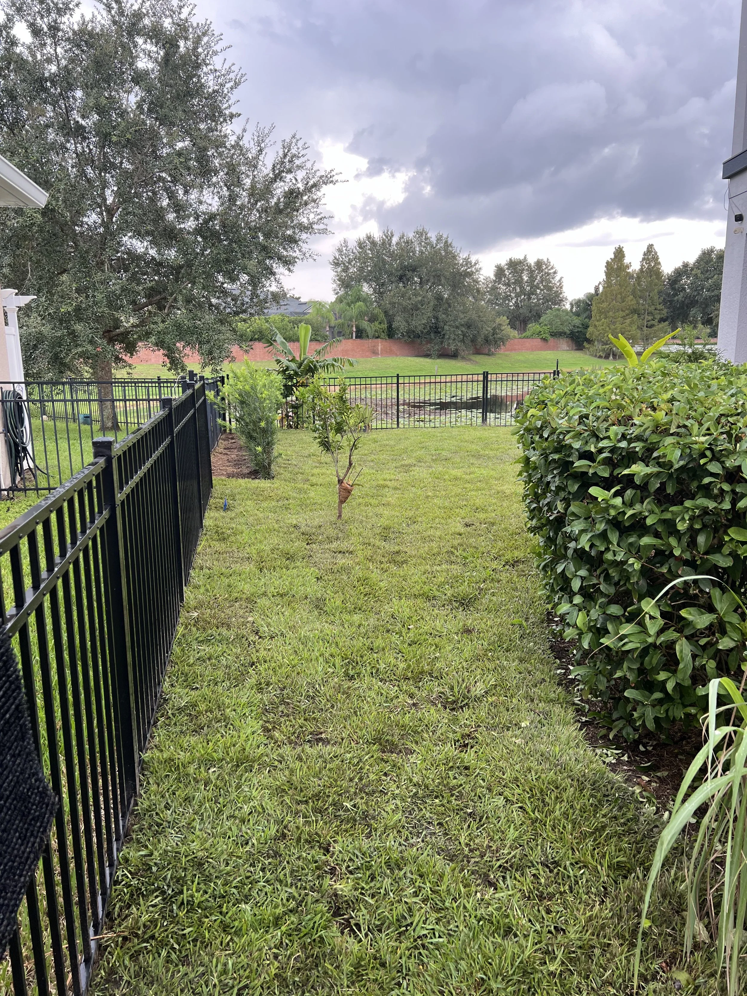 A backyard with a grassy lawn, small trees, and a black metal fence. In the background, there is a red brick wall and various trees under a cloudy sky.