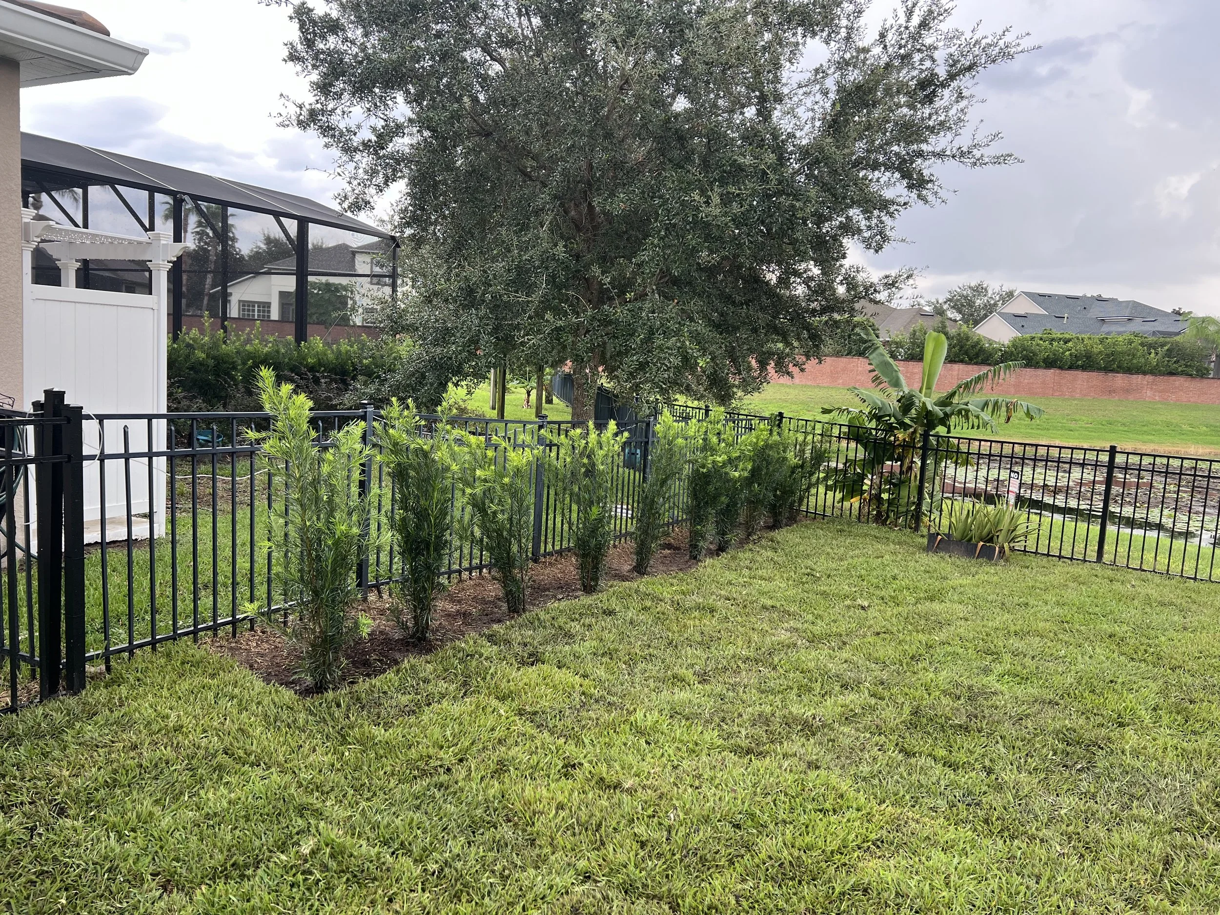 A backyard with a grassy lawn, a black metal fence, lush green plants, a large tree, and houses in the background under a cloudy sky.