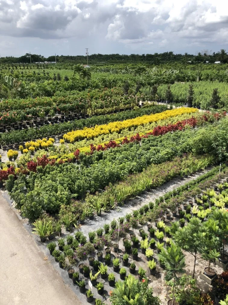 A colorful nursery with rows of potted plants and flowers, including yellow, red, and green foliage, set against a partly cloudy sky.