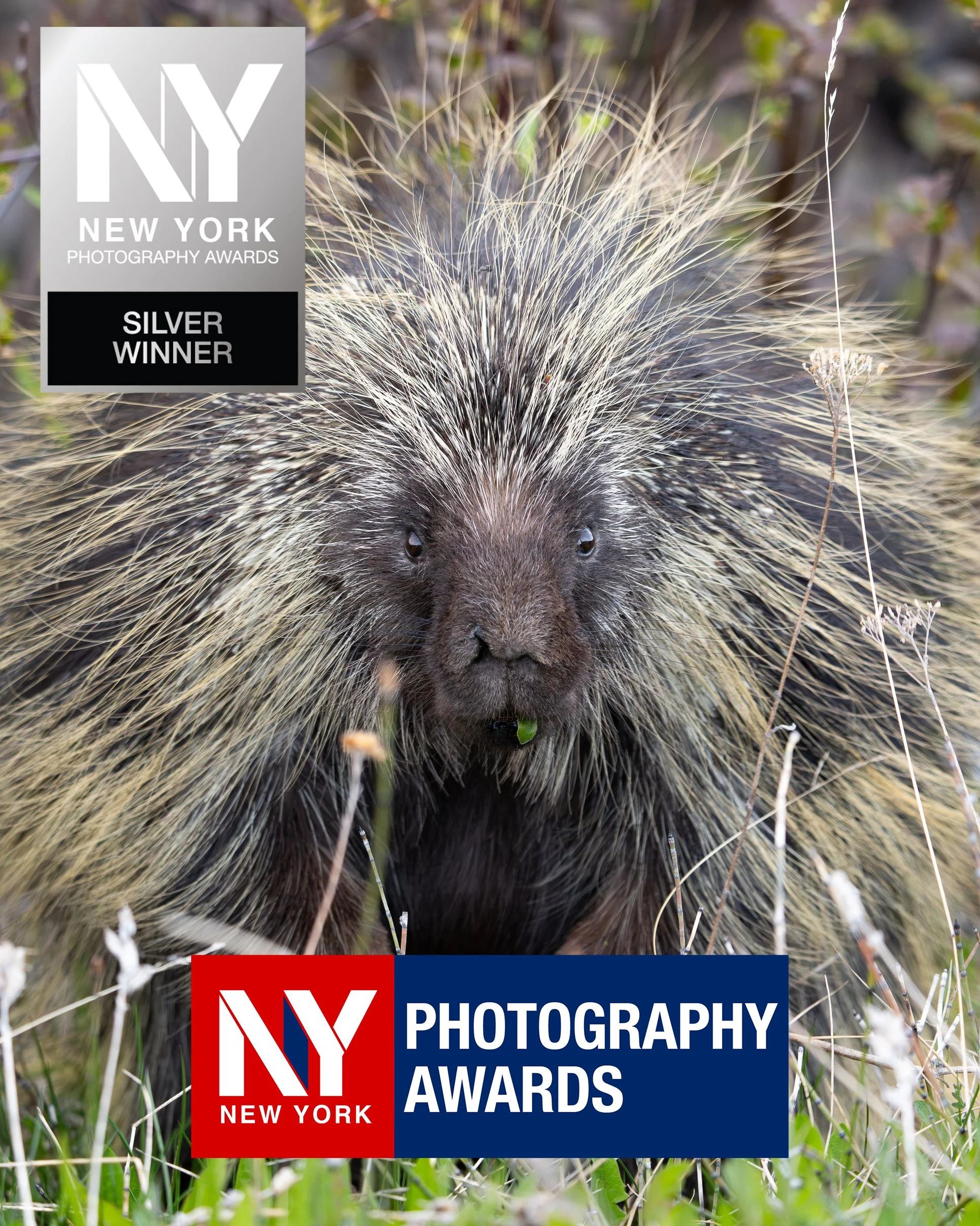 Ein Stachelschwein in einem natürlichen Lebensraum, umgeben von Gras und kleinen Pflanzen, mit einem Abzeichen für die New York Photography Awards, das auf dem Bild überlagert ist.