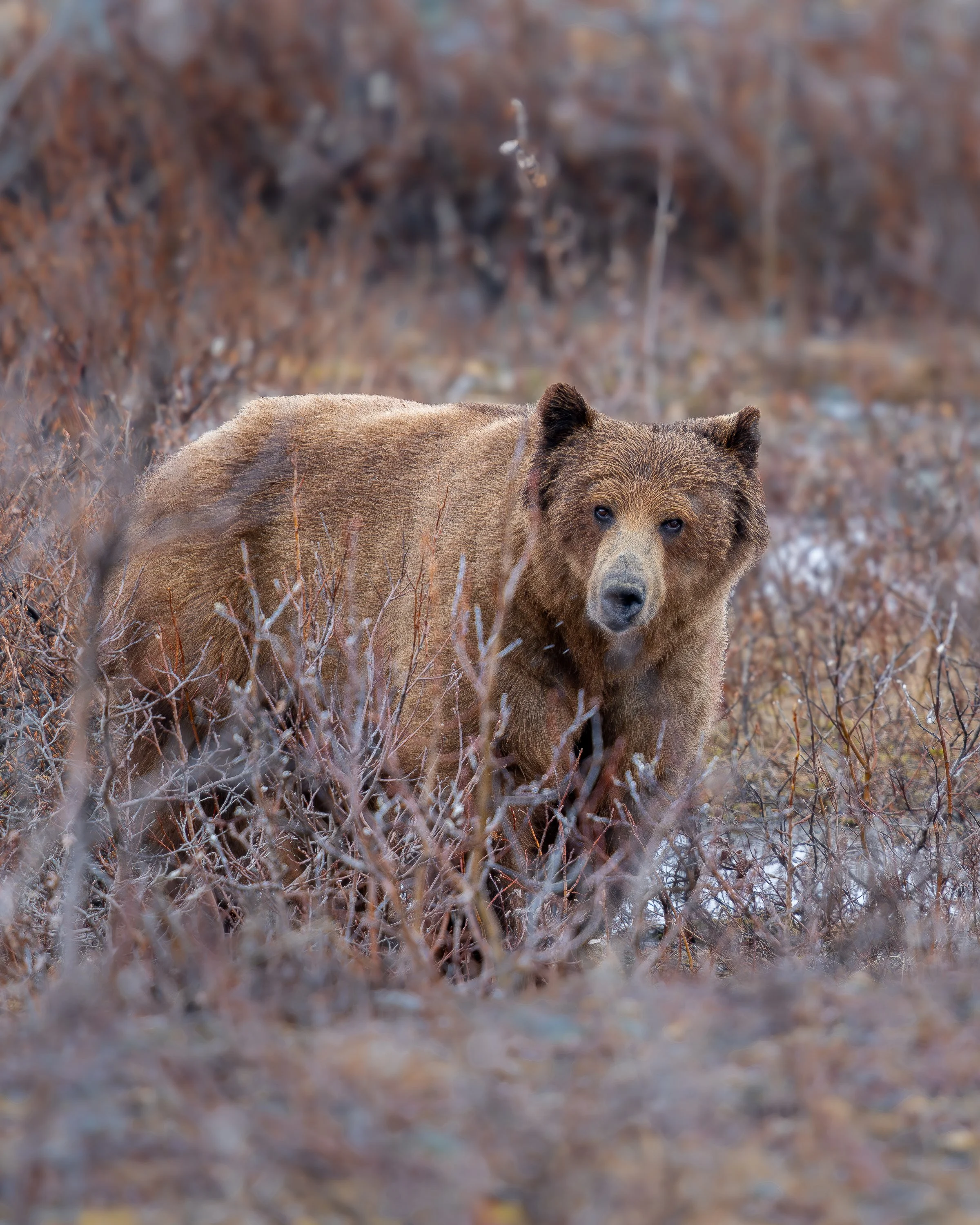 Wildes Grizzly-Männchen in freier Wildbahn im Yukon, Kanada, zwischen Sträuchern und Tundravegetation