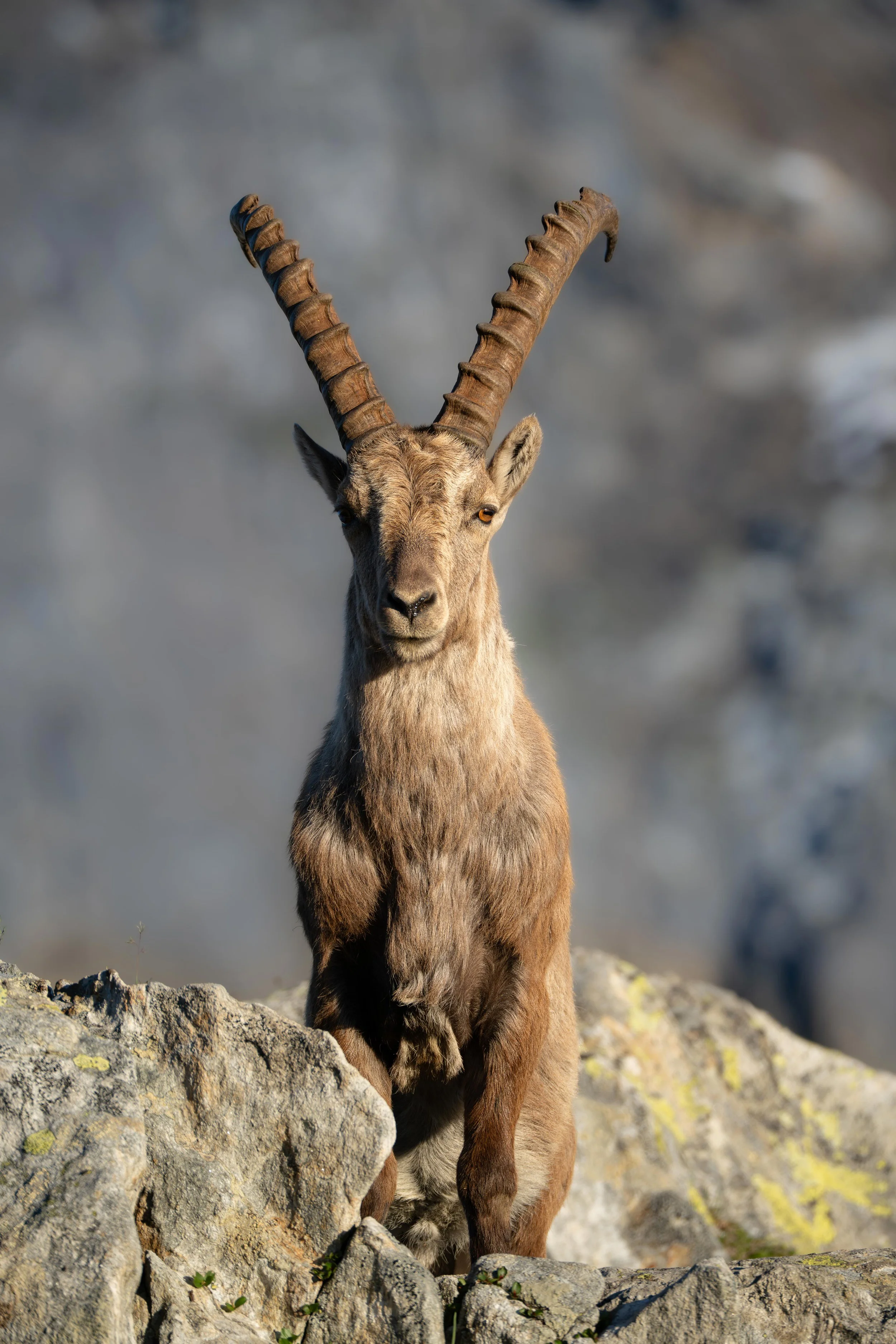 Majestätischer Alpensteinbock steht auf Felsen in den Walliser Alpen und blickt aufmerksam in die Kamera