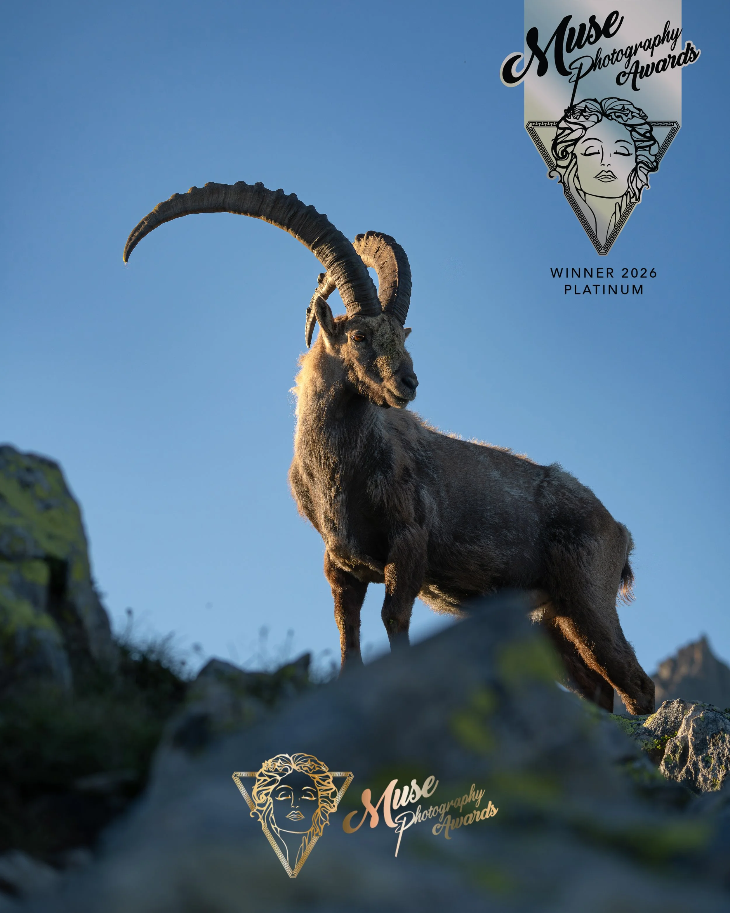 Ein Steinbock in einer alpinen Landschaft bei Sonnenuntergang mit blauer Himmel. Über dem Steinbock befindet sich ein Logo für die Muse Photography Awards mit einer stilisierten Frau und goldenen Akzenten. Es gibt auch Text, der den Gewinn des 2026 P