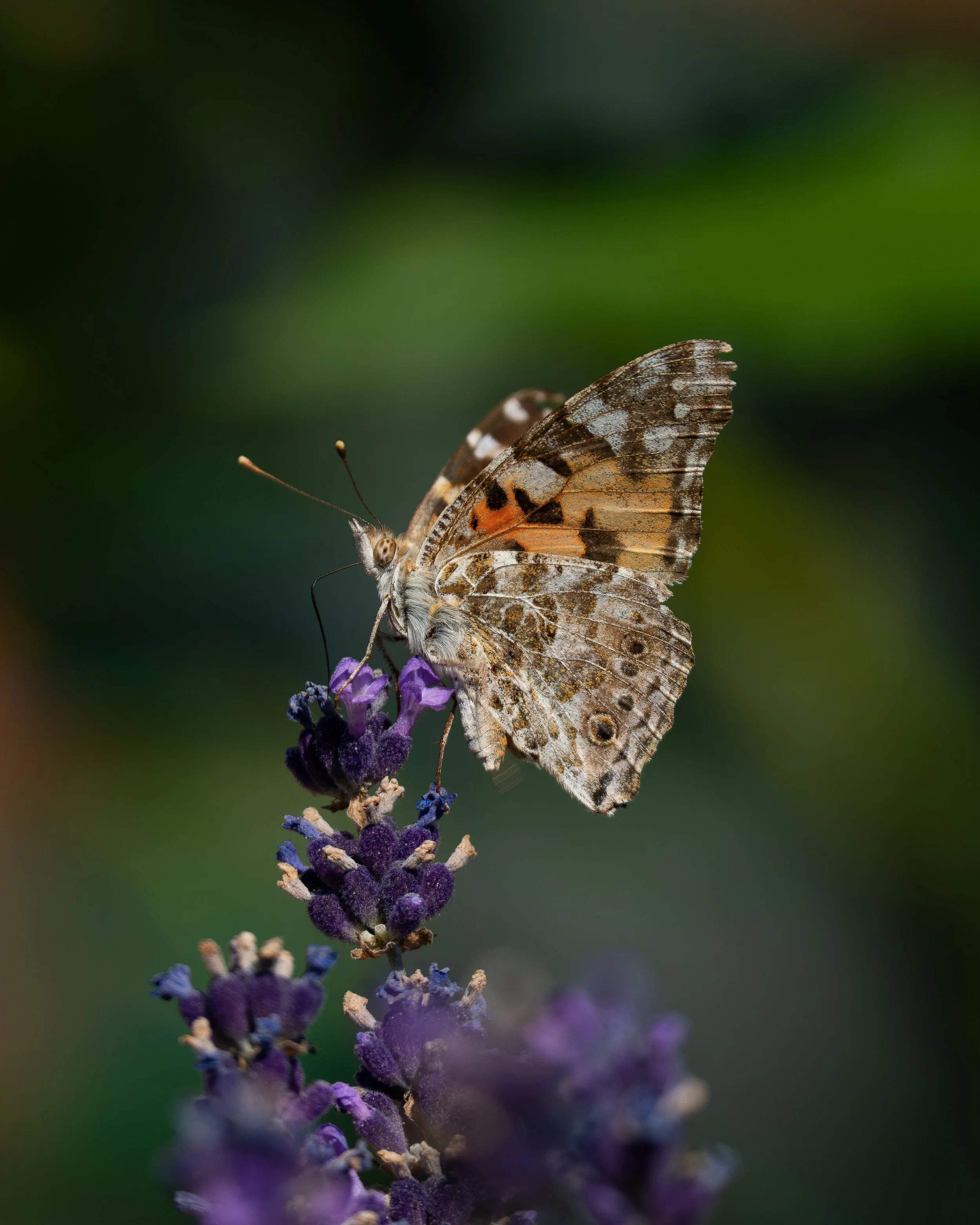 Bunter Schmetterling auf blühendem Lavendel
