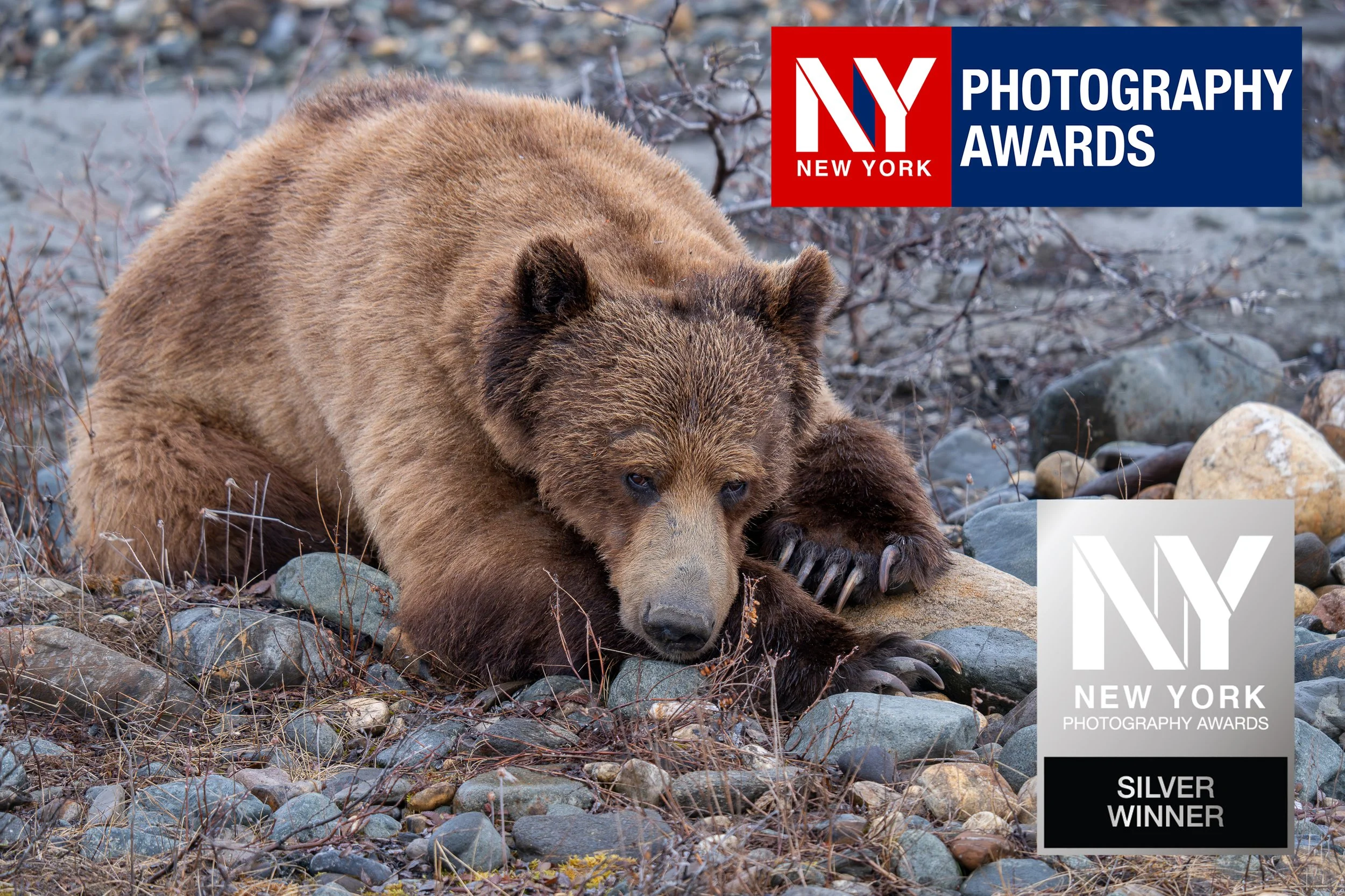 Ein Braunbär liegt auf einem felsigen Boden, umgeben von kleinen Steinen und spärlichem trockenem Gestrüpp, mit einer Auszeichnung für einen Fotowettbewerb. Das Logo des New York Photography Awards ist im oberen rechten Bereich des Bildes zu sehen.