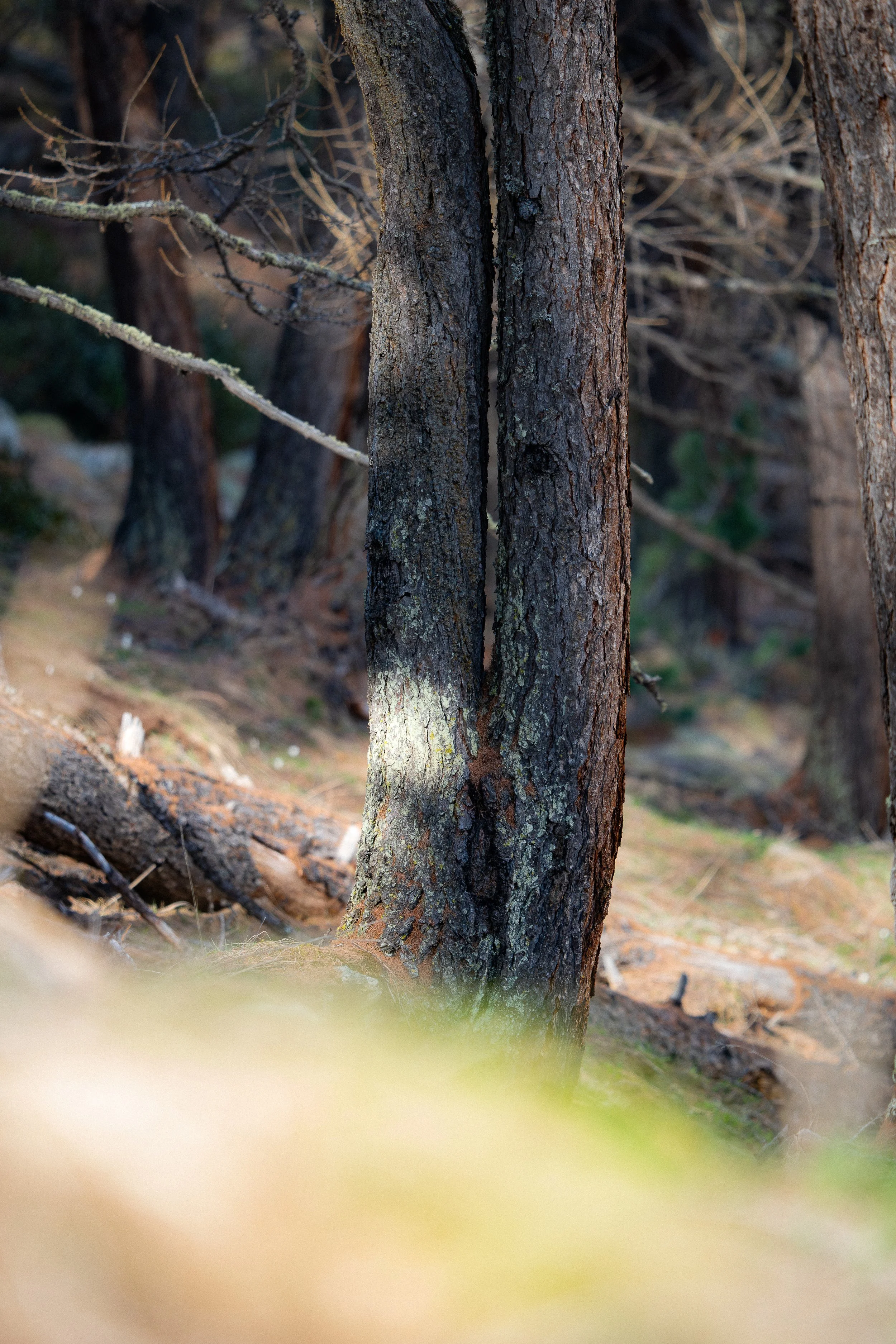Baumstämme in einem lichten Wald, durchzogen von Licht und Schatten. Die minimalistische Komposition ist Teil des fotografischen Kunstprojekts „Beyond the Jungle“