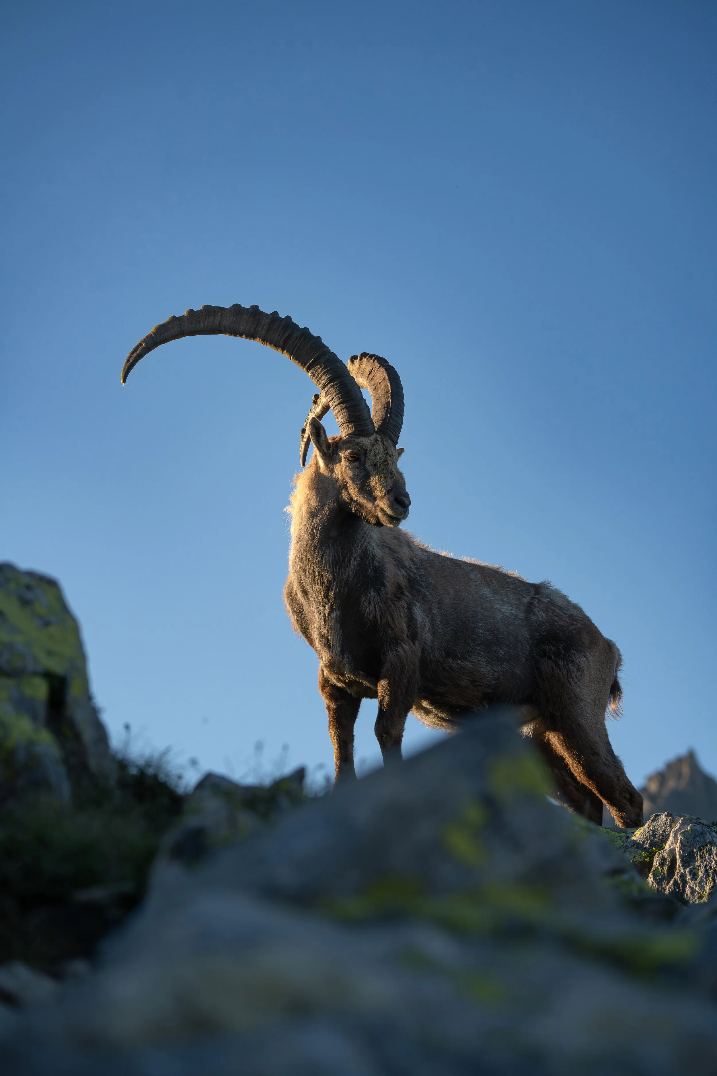 Majestätischer Alpensteinbock auf einer Bergspitze während der Goldenen Stunde in den Schweizer Alpen