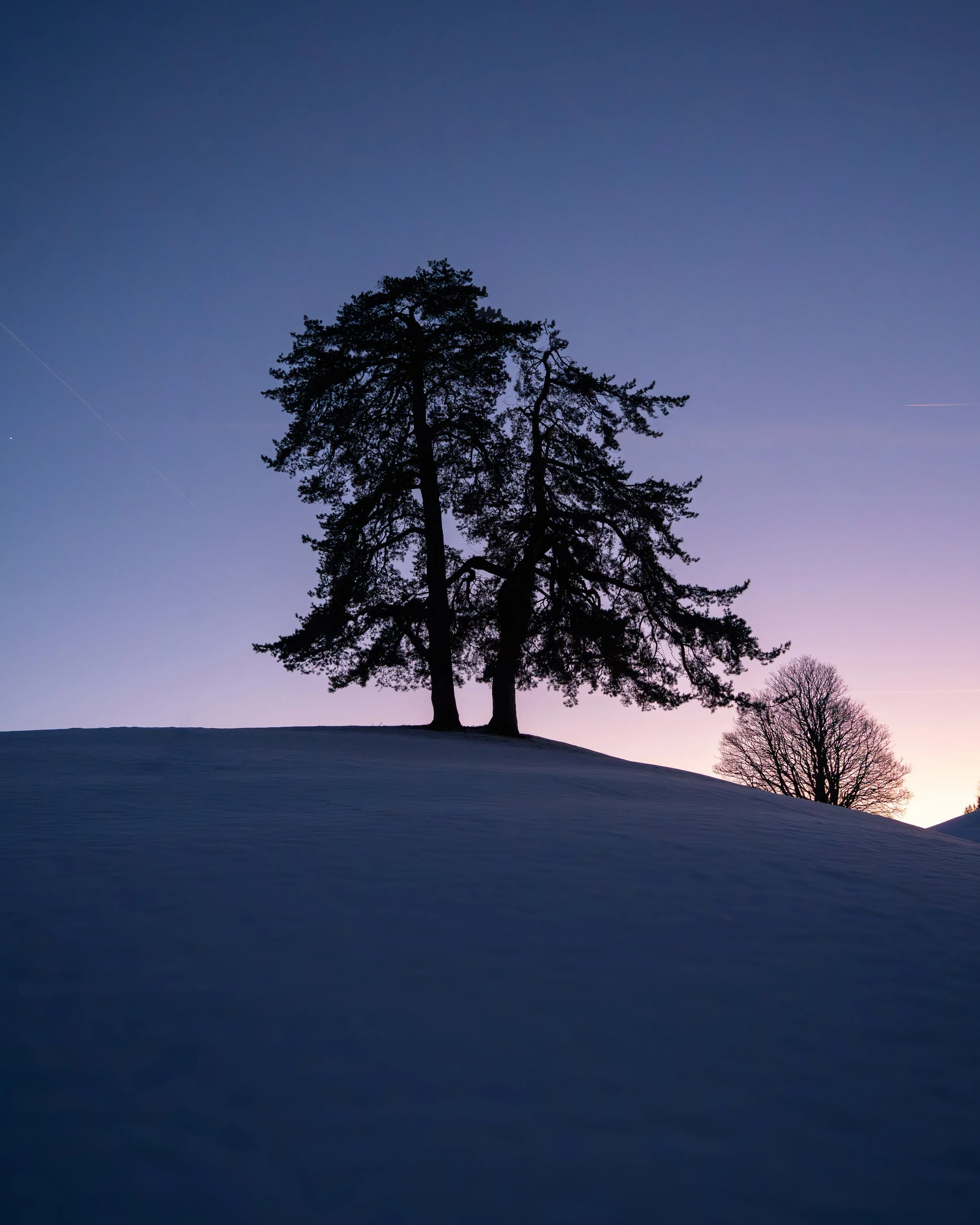 Silhouette zweier Bäume auf einer verschneiten Anhöhe in Appenzell während der blauen Stunde im Winter