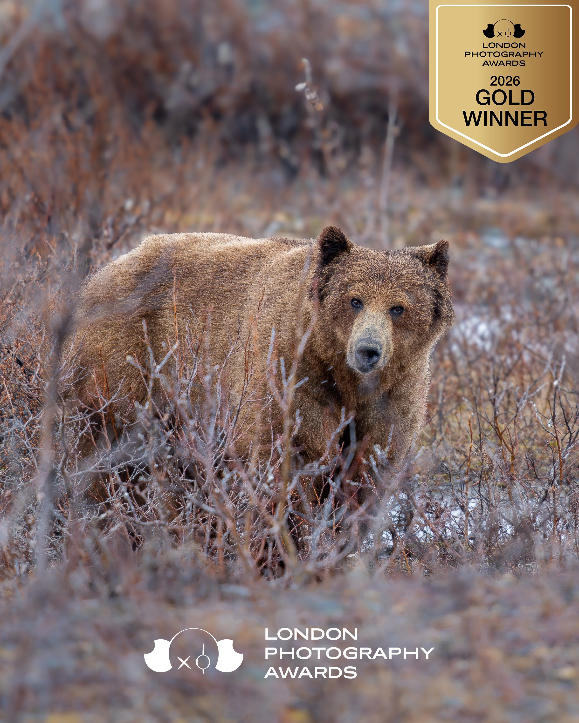 Nahaufnahme eines Bären in seinem natürlichen Lebensraum, umgeben von trockenen Zweigen und Büschen, mit einem goldenen Abzeichen für die London Photography Awards 2026, Gold Gewinner im oberen rechten Eck.