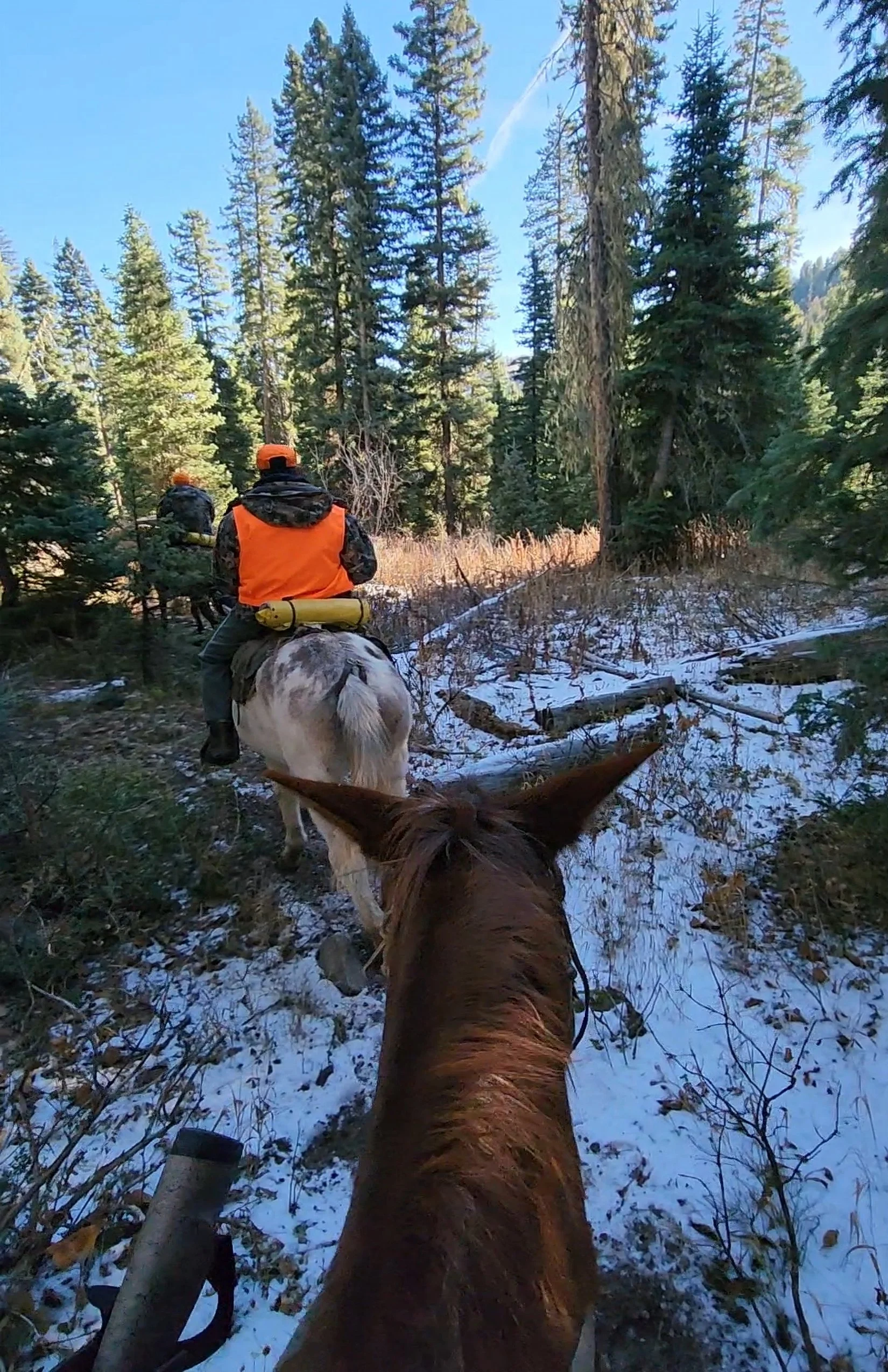 View from horseback of two riders in orange safety gear on a snowy trail through evergreen forest.
