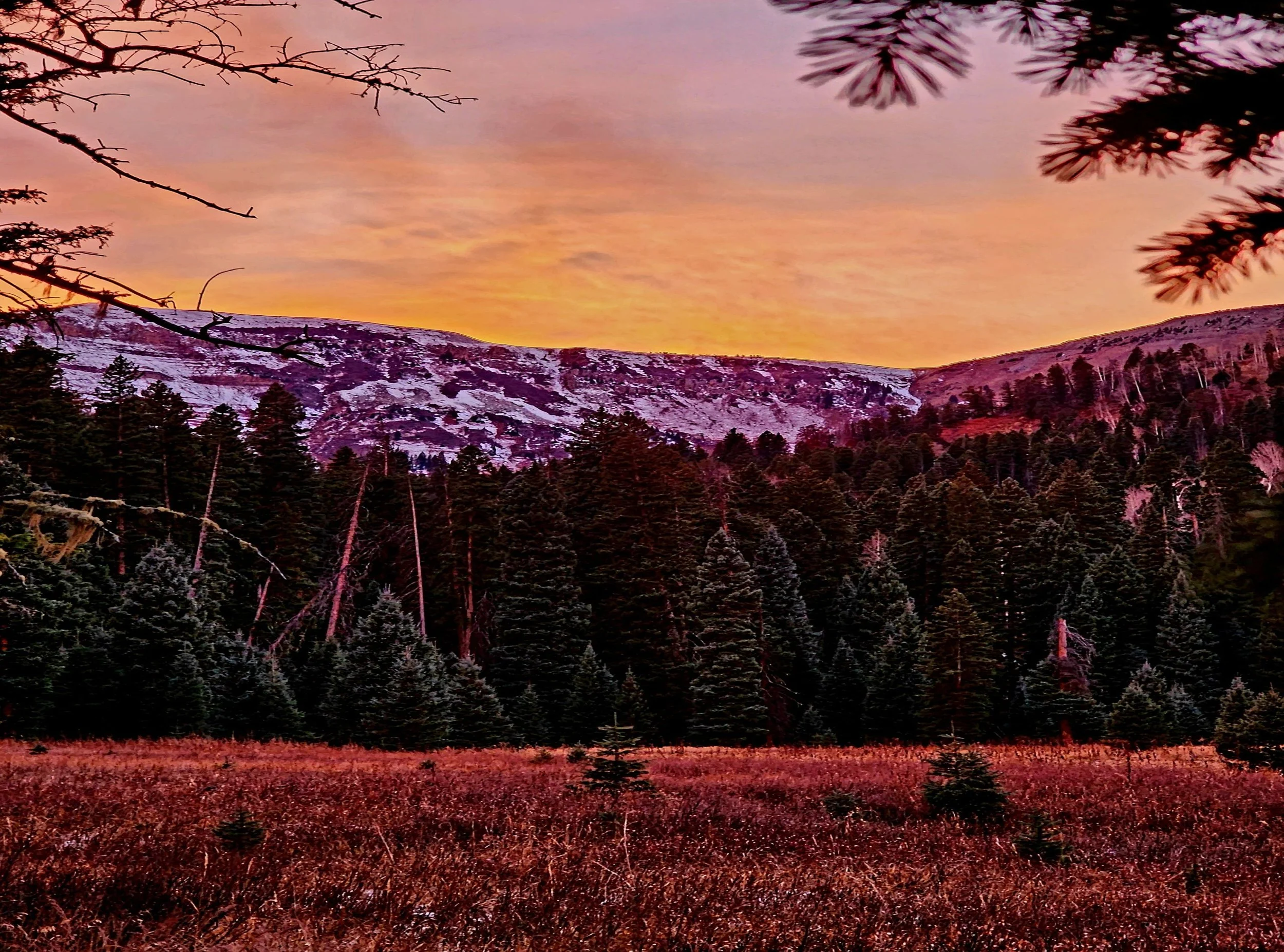 Red-brown meadow and evergreen forest below a snow-dusted mountain ridge at pink-orange sunset.