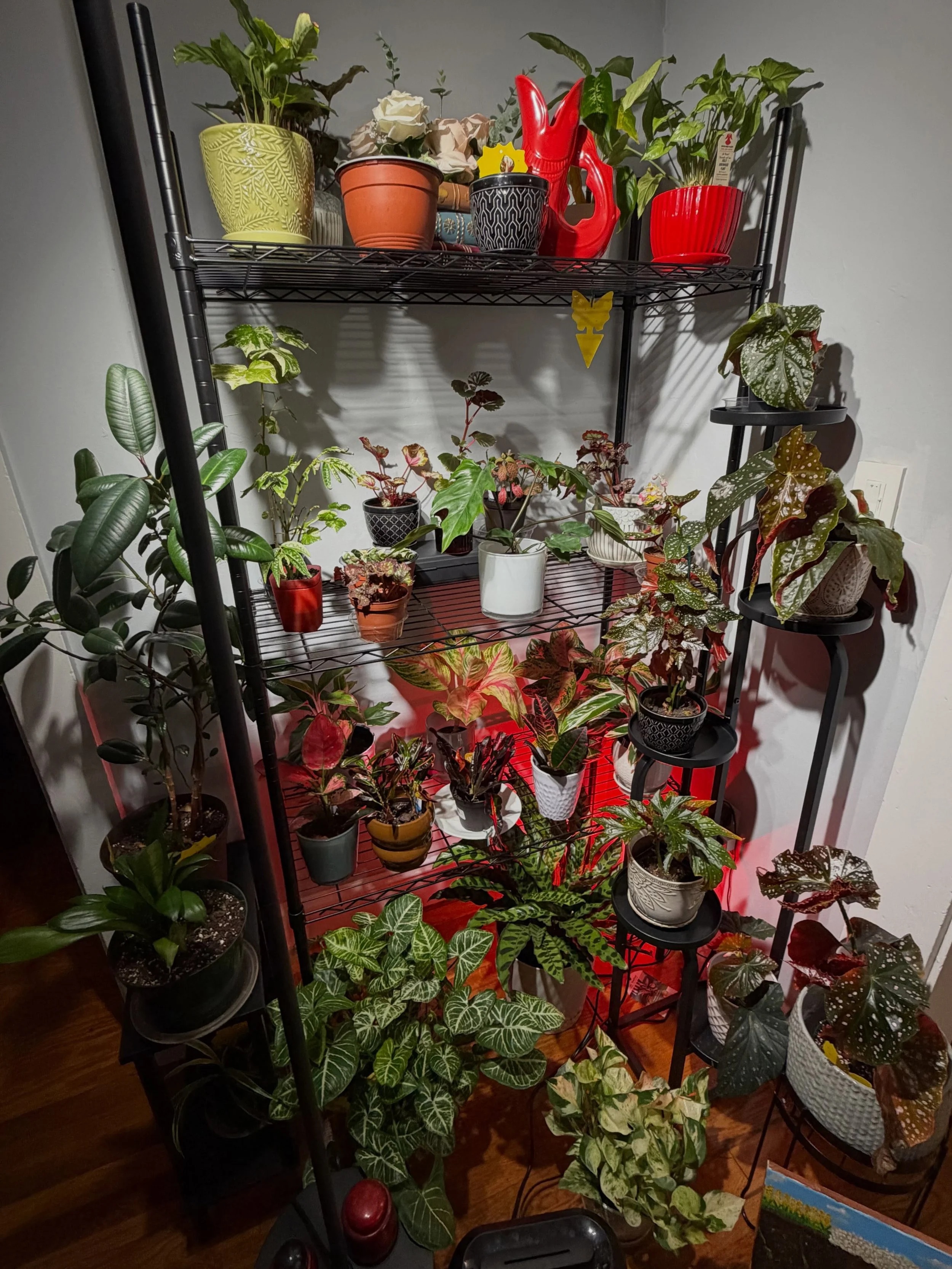 GOOD MORNING !!! 

#jungleJava
#growwithme 
#plantZaddy
#peace &hellip; one plant at at time