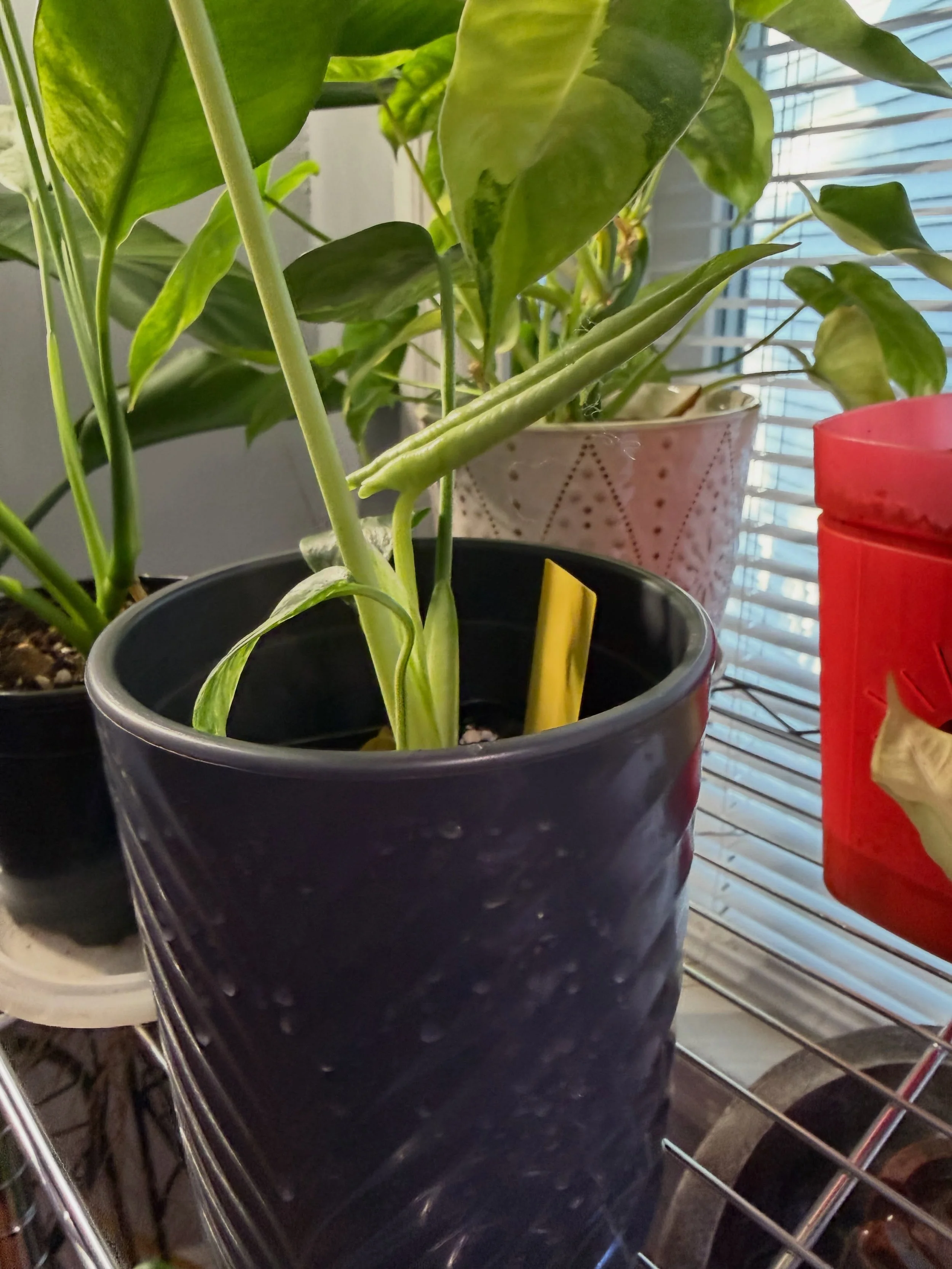 Keep GROWING!

#jungleJava
#peace one plant at a time
#growwithme 
#plantZaddy